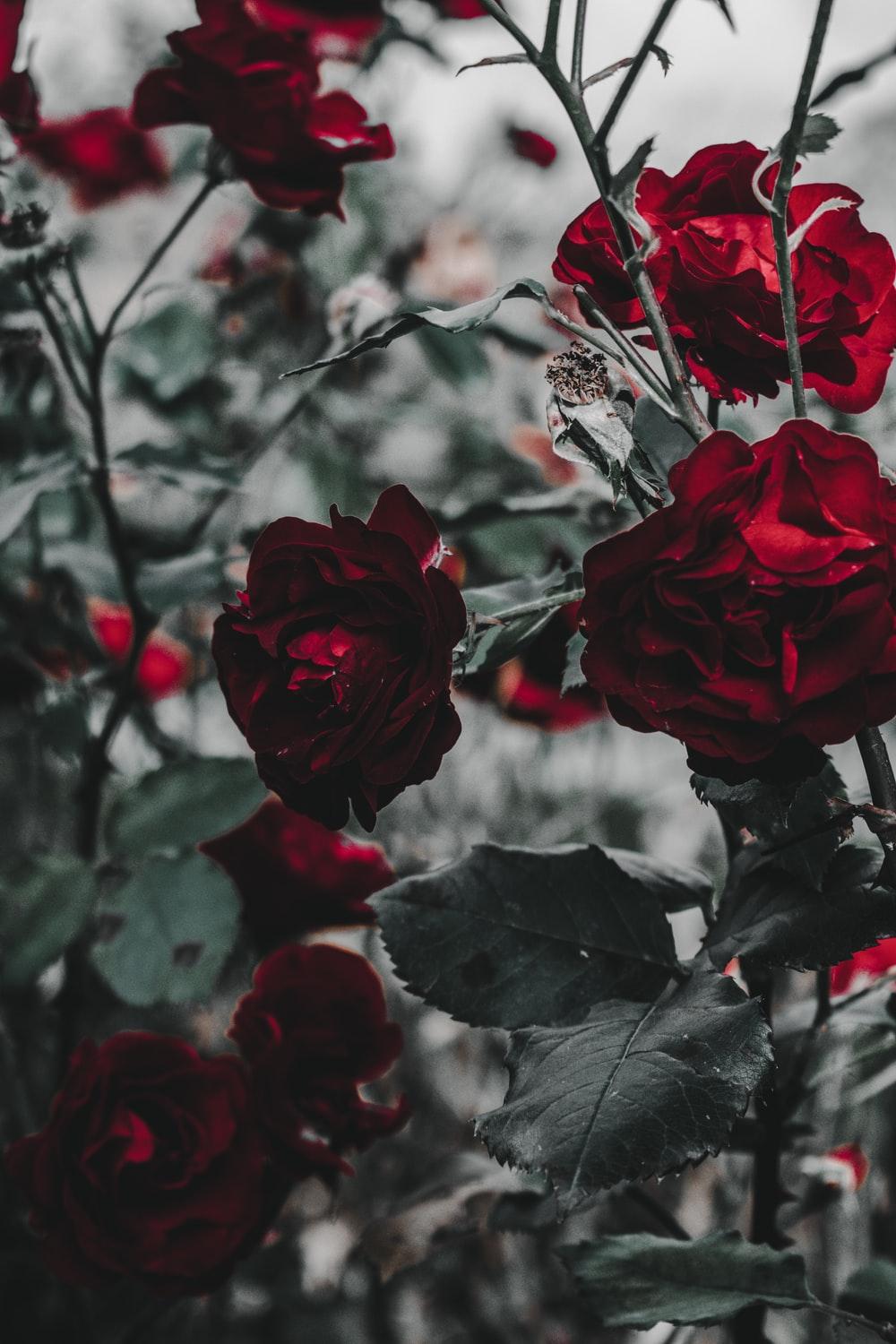 1000x1500 Red Roses Wallpaper Picture. Download Free Image