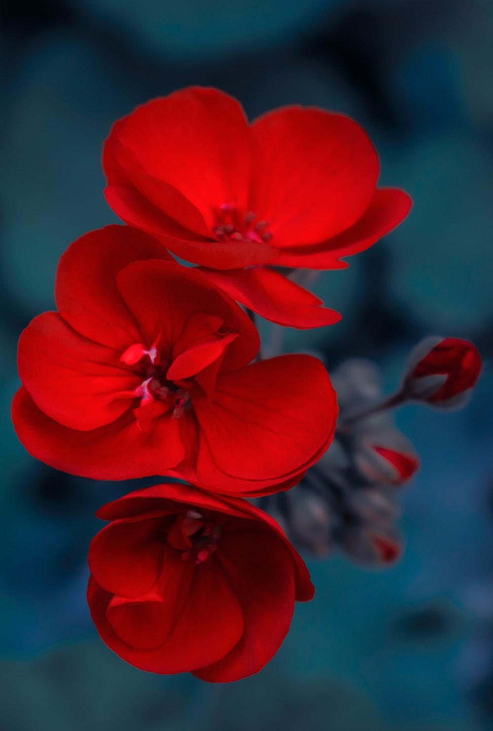 1000x1483 Red Flower Picture. Download Free Image
