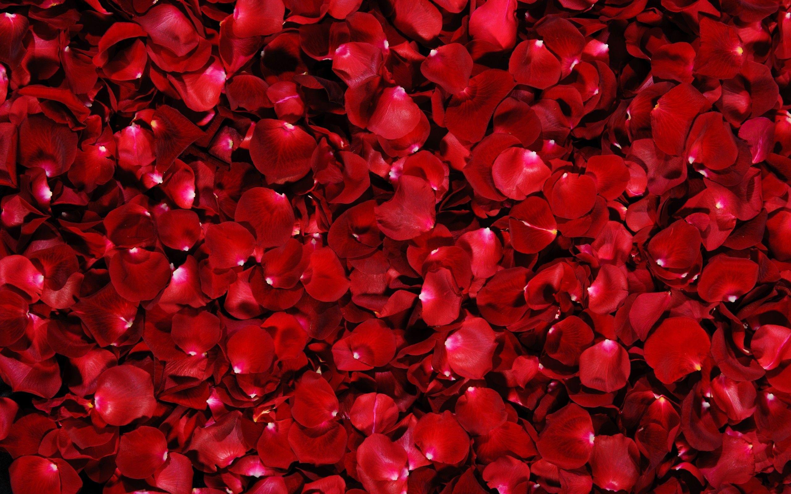 2560x1600 Red Flowers Desktop Wallpaper