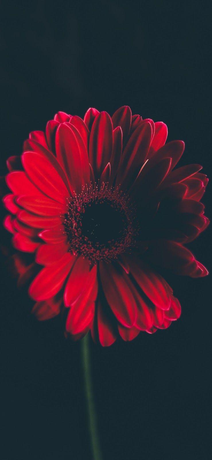 739x1600 Red Flower (iPhone X). Flower iphone wallpaper, iPhone background red, Red flower wallpaper