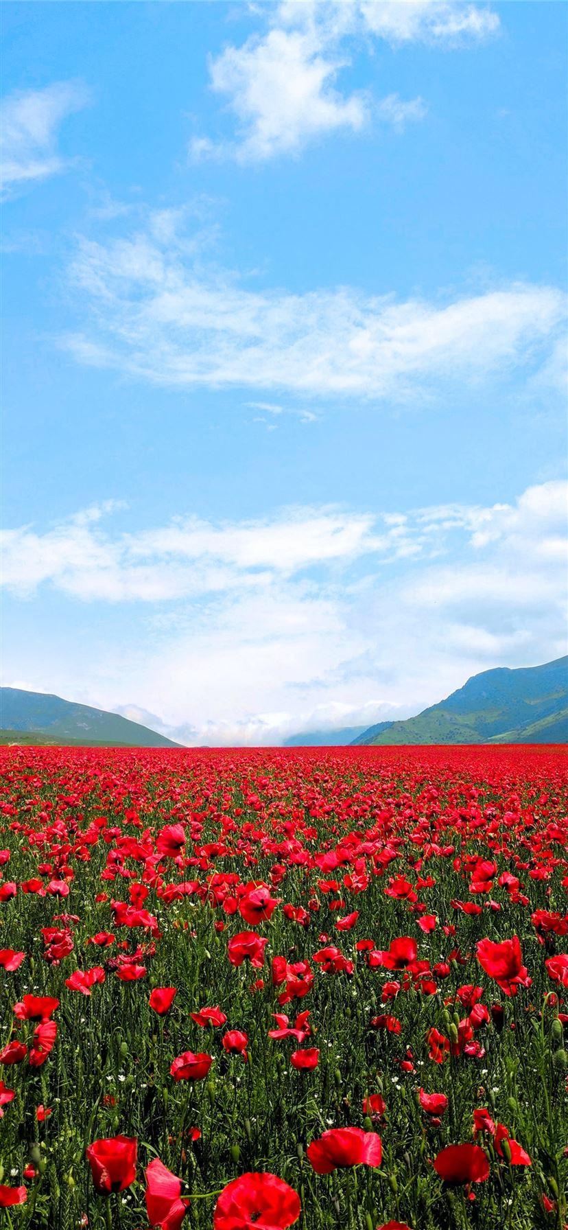 828x1792 red flower field iPhone 11 Wallpaper Free Download
