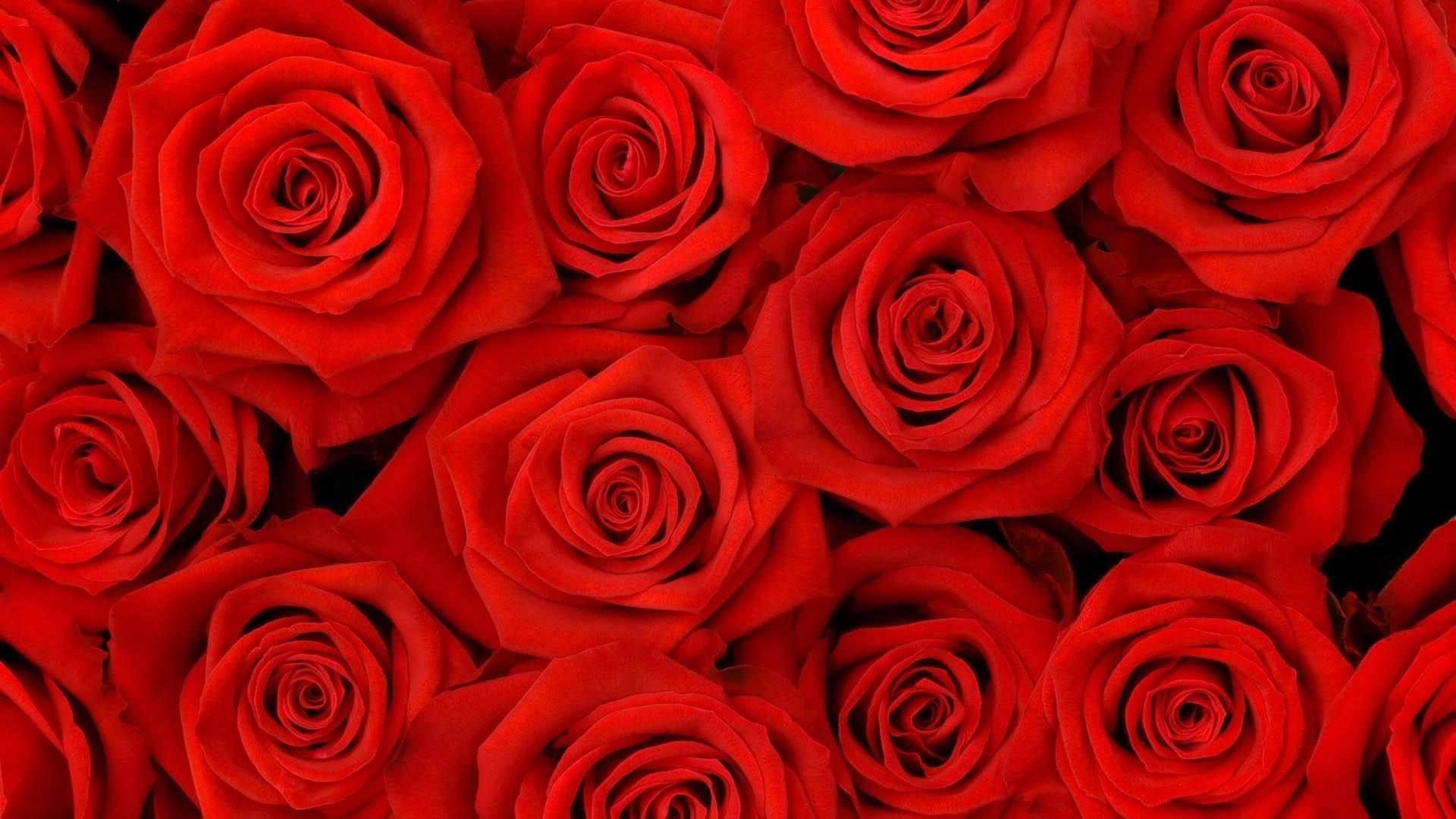 1920x1080 Red Flower Wallpaper
