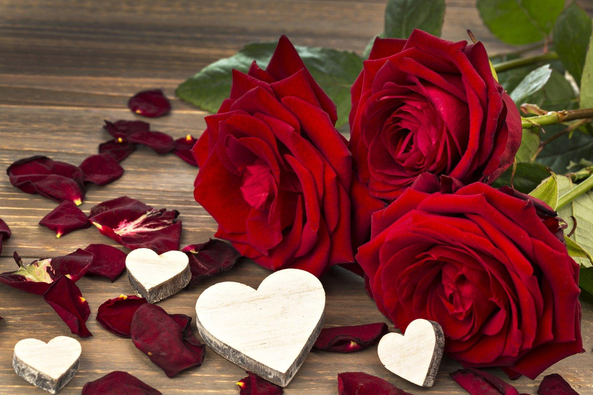 1920x1280 Red Flower HD Wallpaper and Background Image