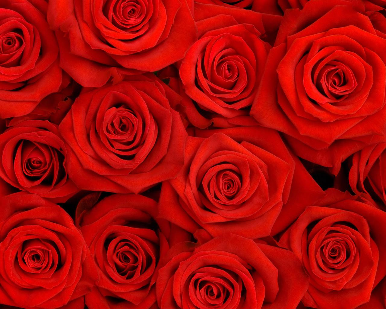 1280x1024 Red Flower Background wallpaperx1024