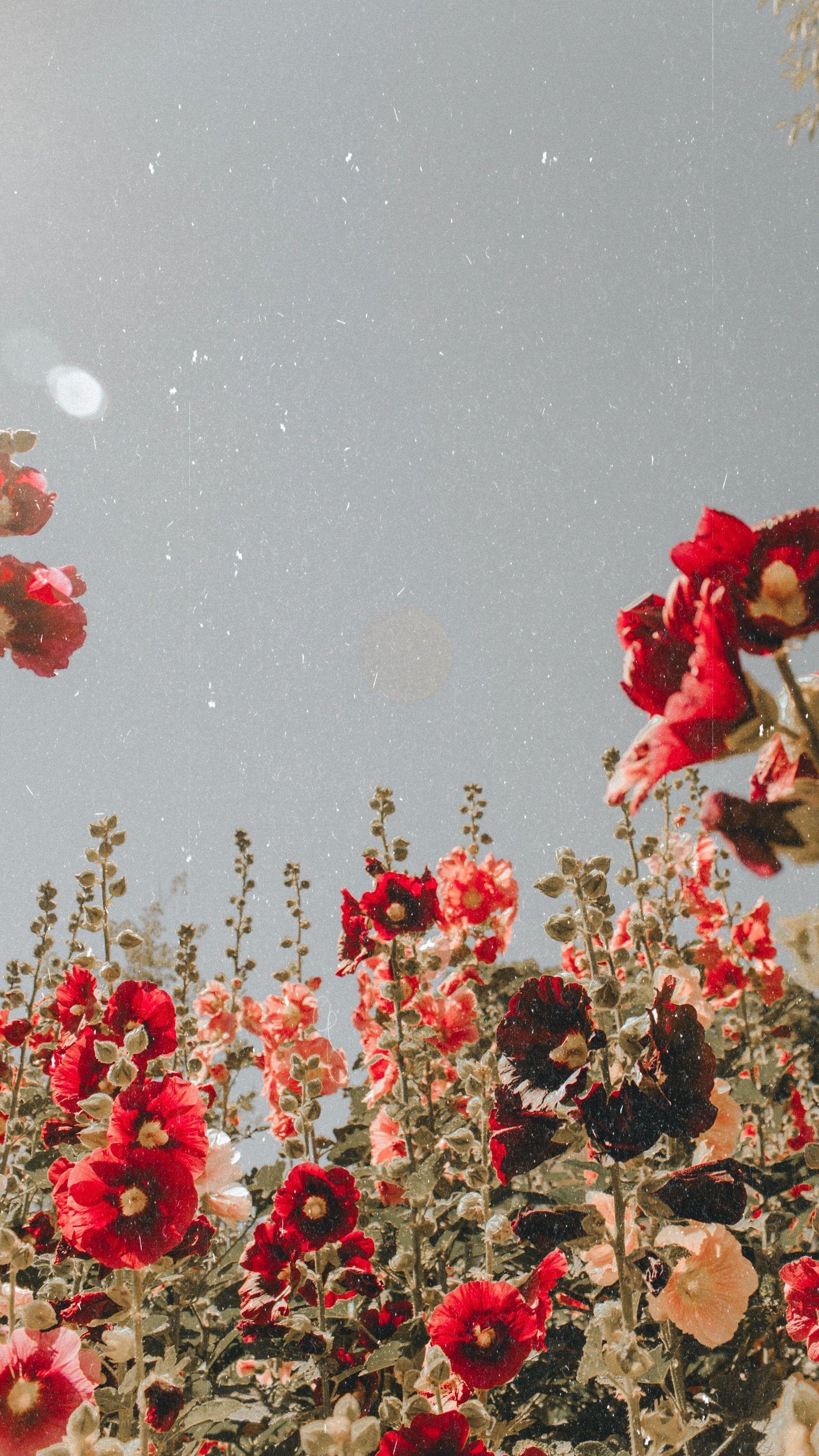 1728x3072 Aesthetic Red Flower Field Wallpaper