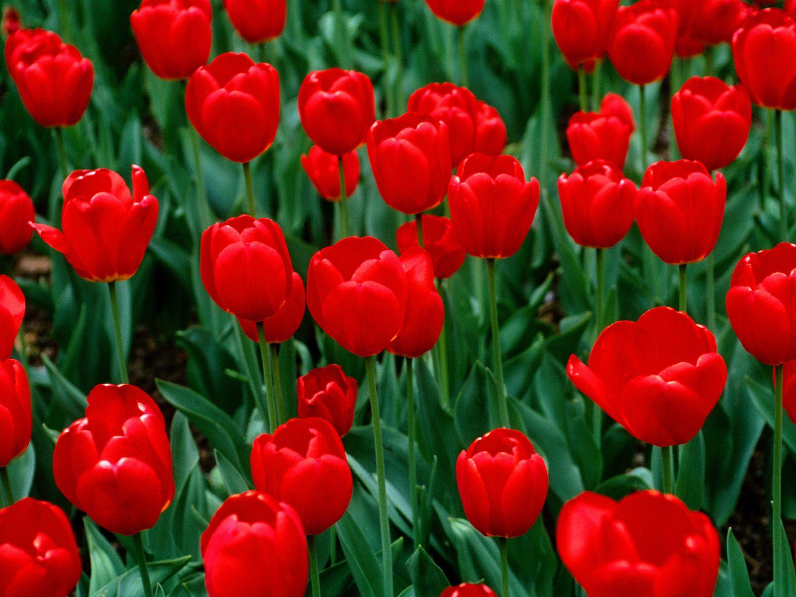 1600x1200 Green And Red Flower