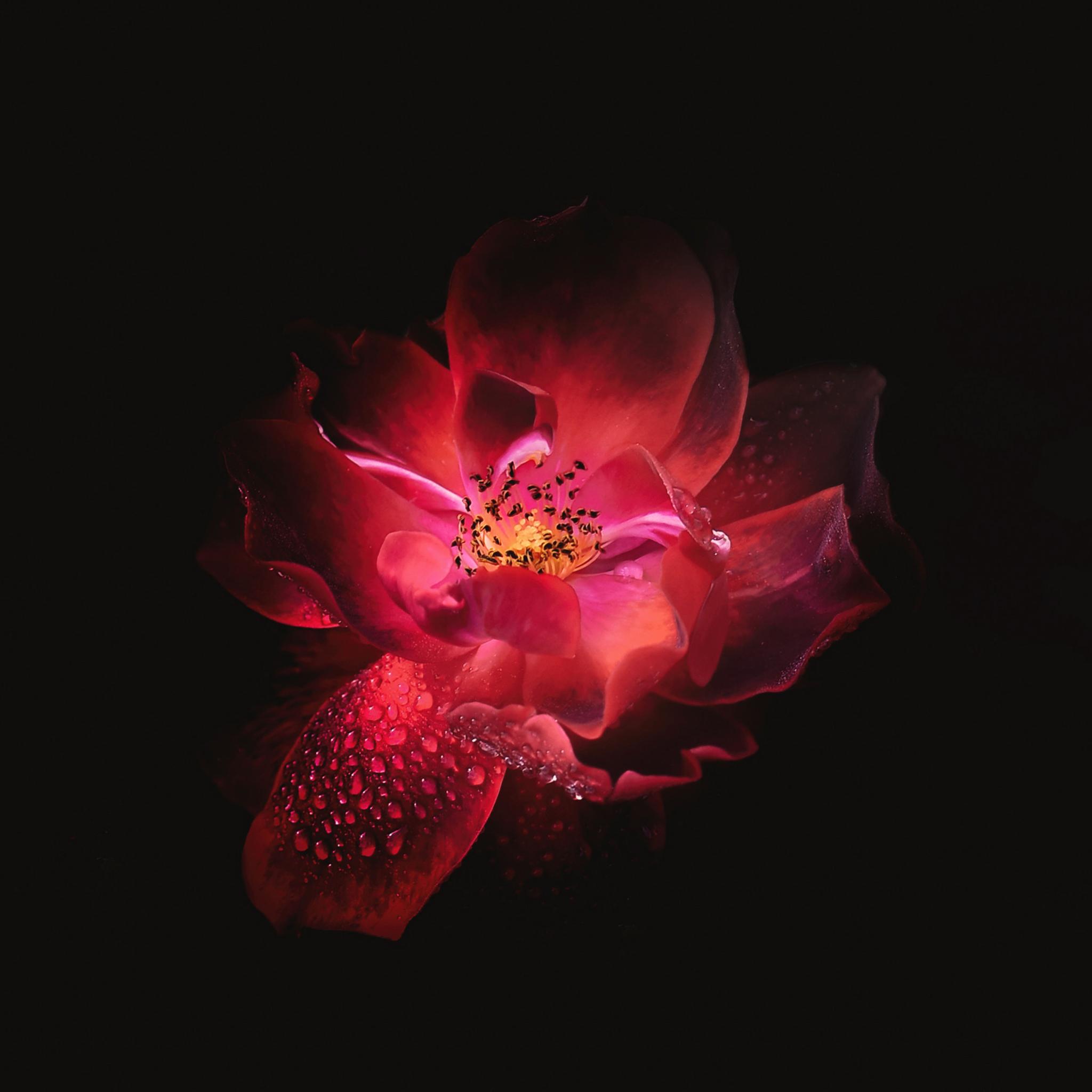 2048x2048 Red Flower Black Background 4k iPad Air HD 4k Wallpaper, Image, Background, Photo and Picture