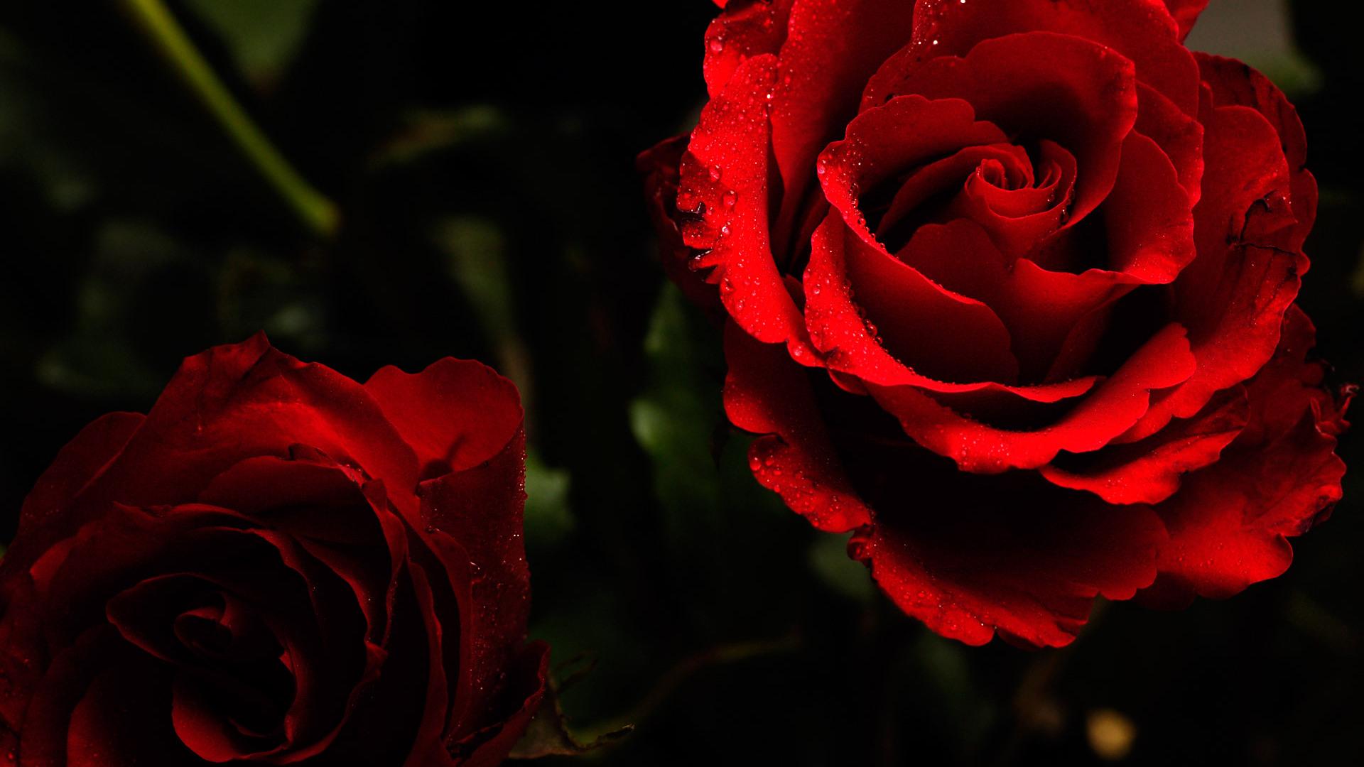 1920x1080 Red Flower wallpaperx1080
