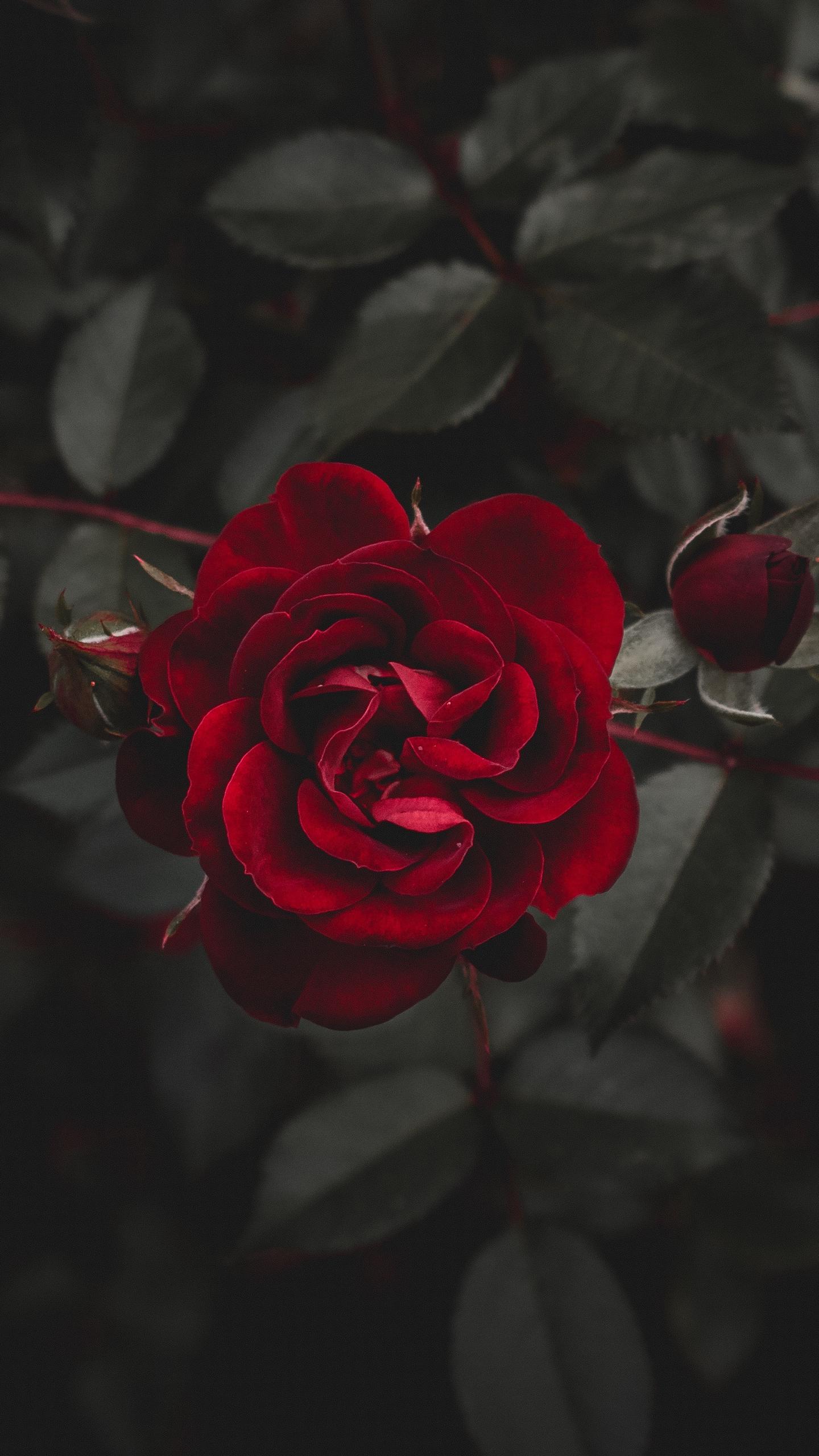 1440x2560 Wallpaper Rose, Red, Flower, Bud Flower Background iPhone
