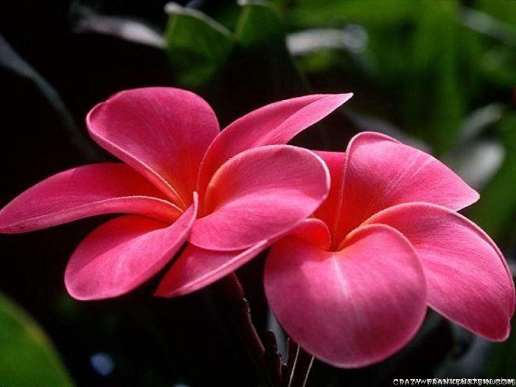 1024x768 Beautiful red flower Desktop Background