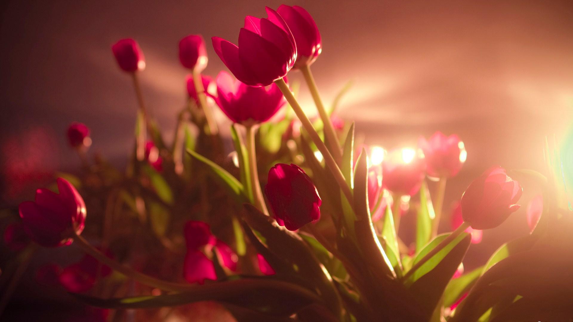 1920x1080 232.2 Kbyte, for computer, Red flower, 1920x1080