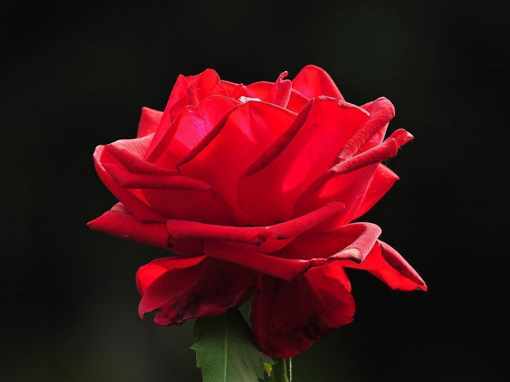 1024x768 Red Flower Wallpaper