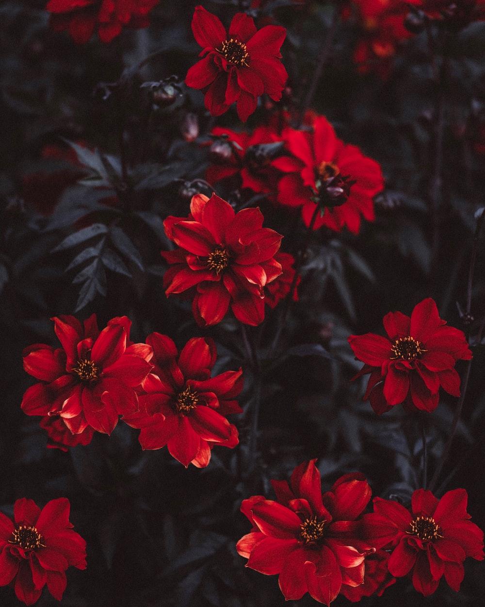 1000x1250 Red Flower Picture. Download Free Image