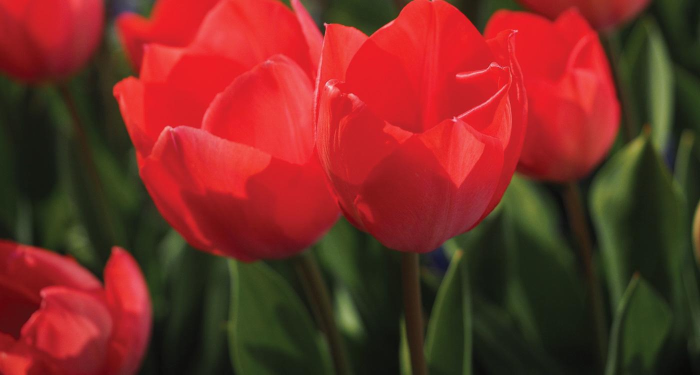 1400x750 Types of Red Flowers
