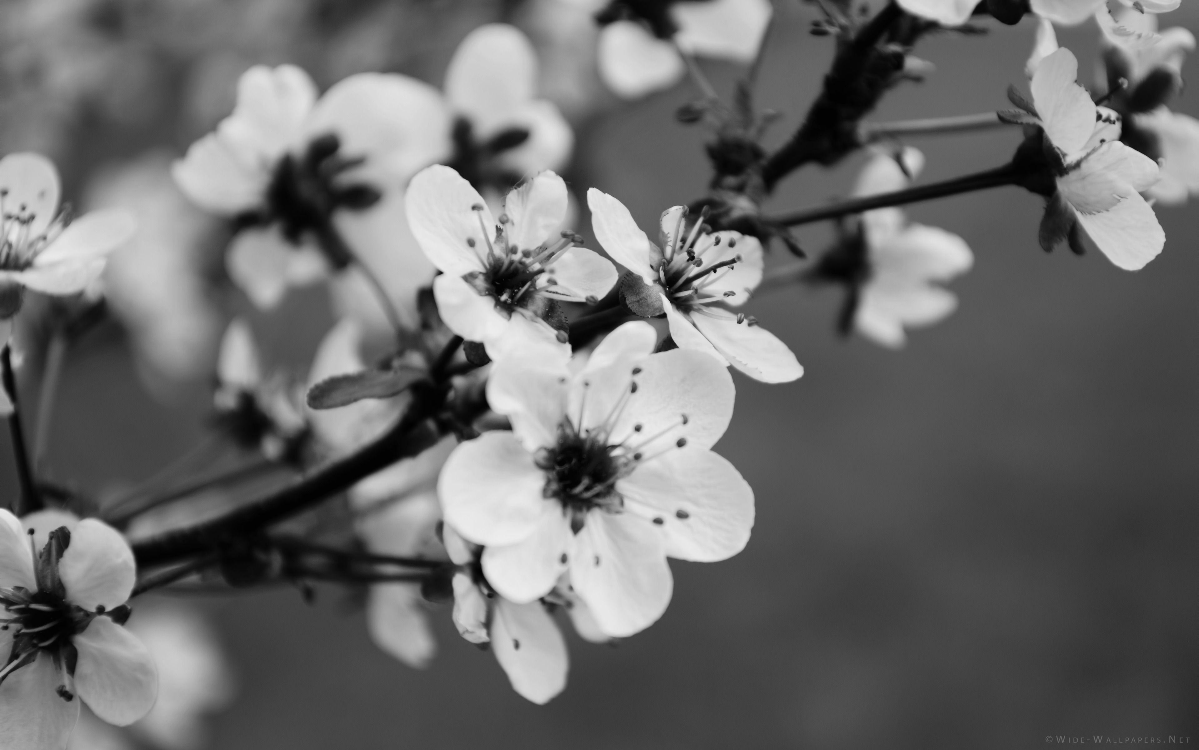 3837x2400 Black And White Flowers Wallpaper