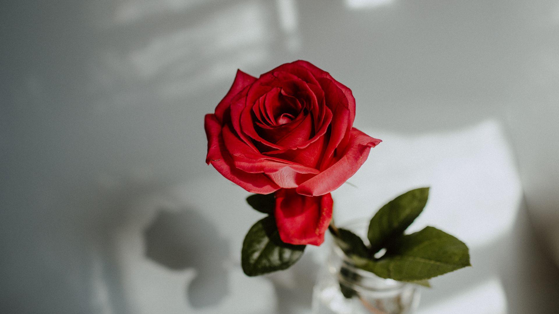 1920x1080 Rose, Red, Flower Wallpaper Free Download