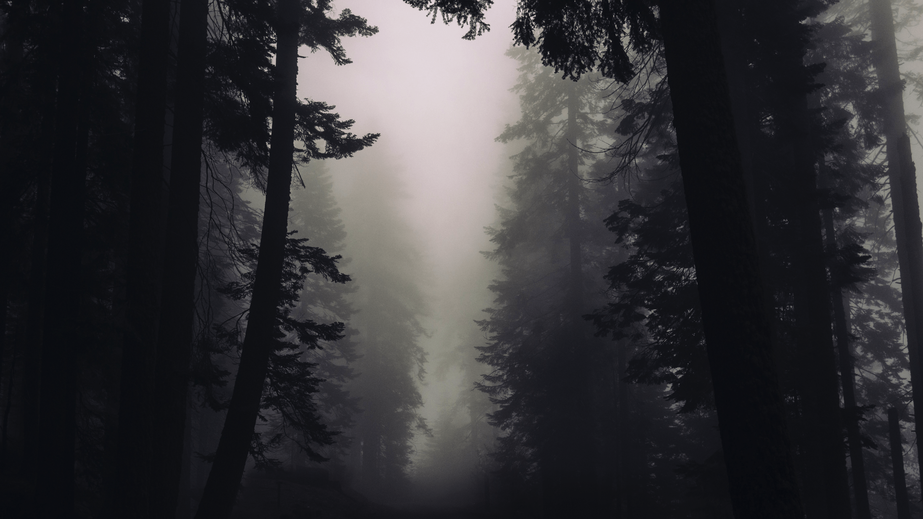 3840x2160 Download This Free Gothic Forest Tablet Wallpaper In HD Or 4K .0217