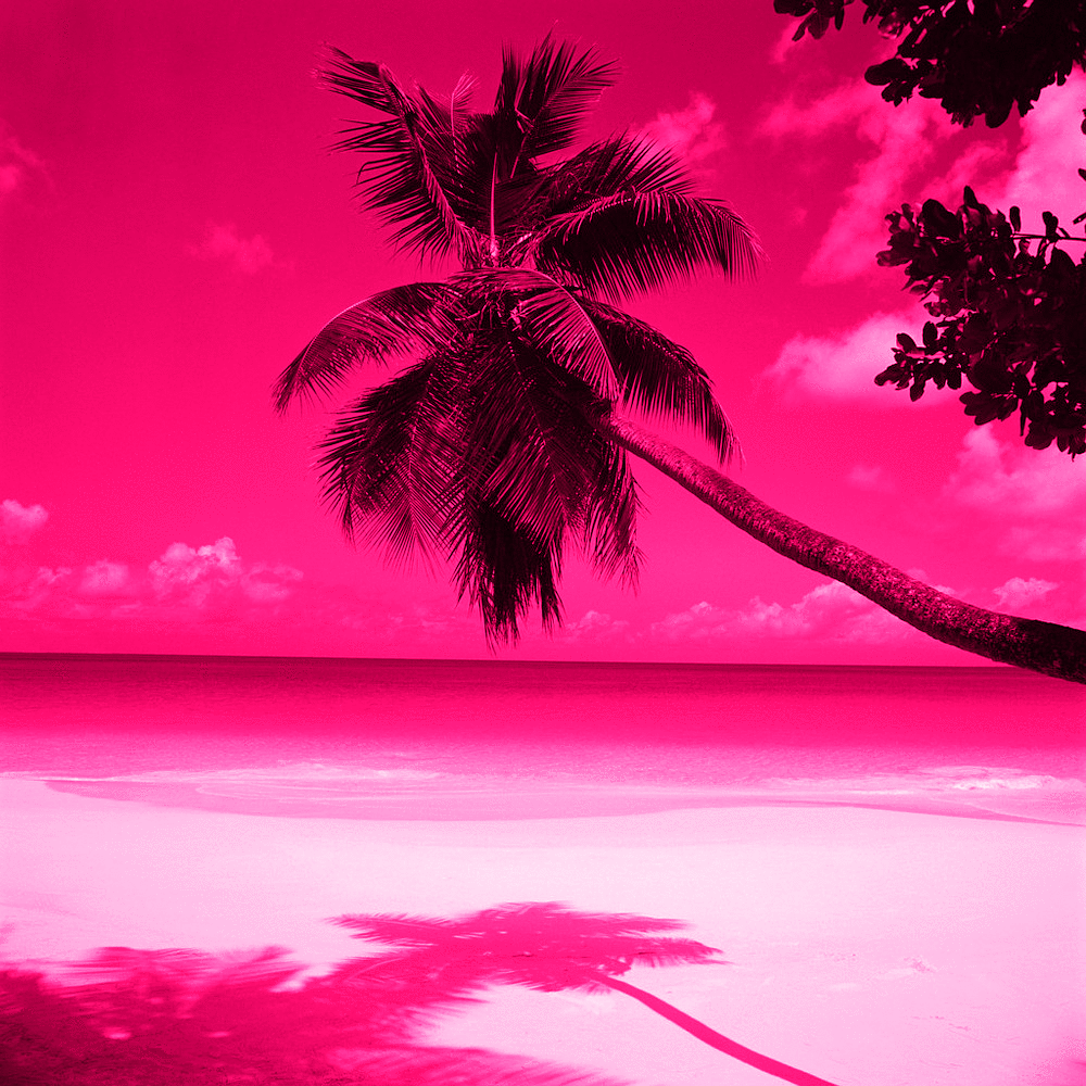 1000x1000 Pink Beach Sunset Wallpaper