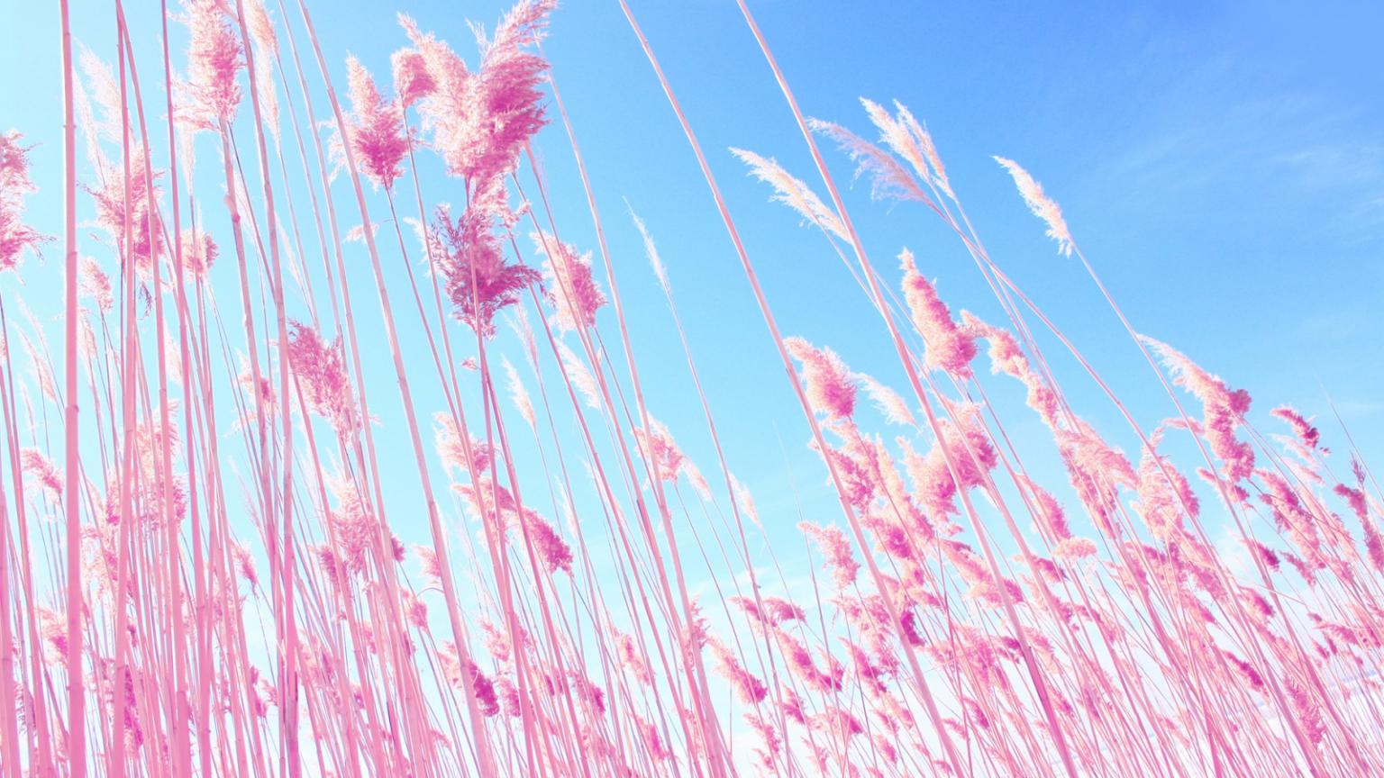 1536x864 Free download Vs Pink Desktop Wallpaper HD Wallpaper [1600x900] for your Desktop, Mobile & Tablet. Explore Pink Laptop Wallpaper. VS Pink Wallpaper for Desktop, Pink Background Wallpaper, Free Pink Wallpaper Downloads