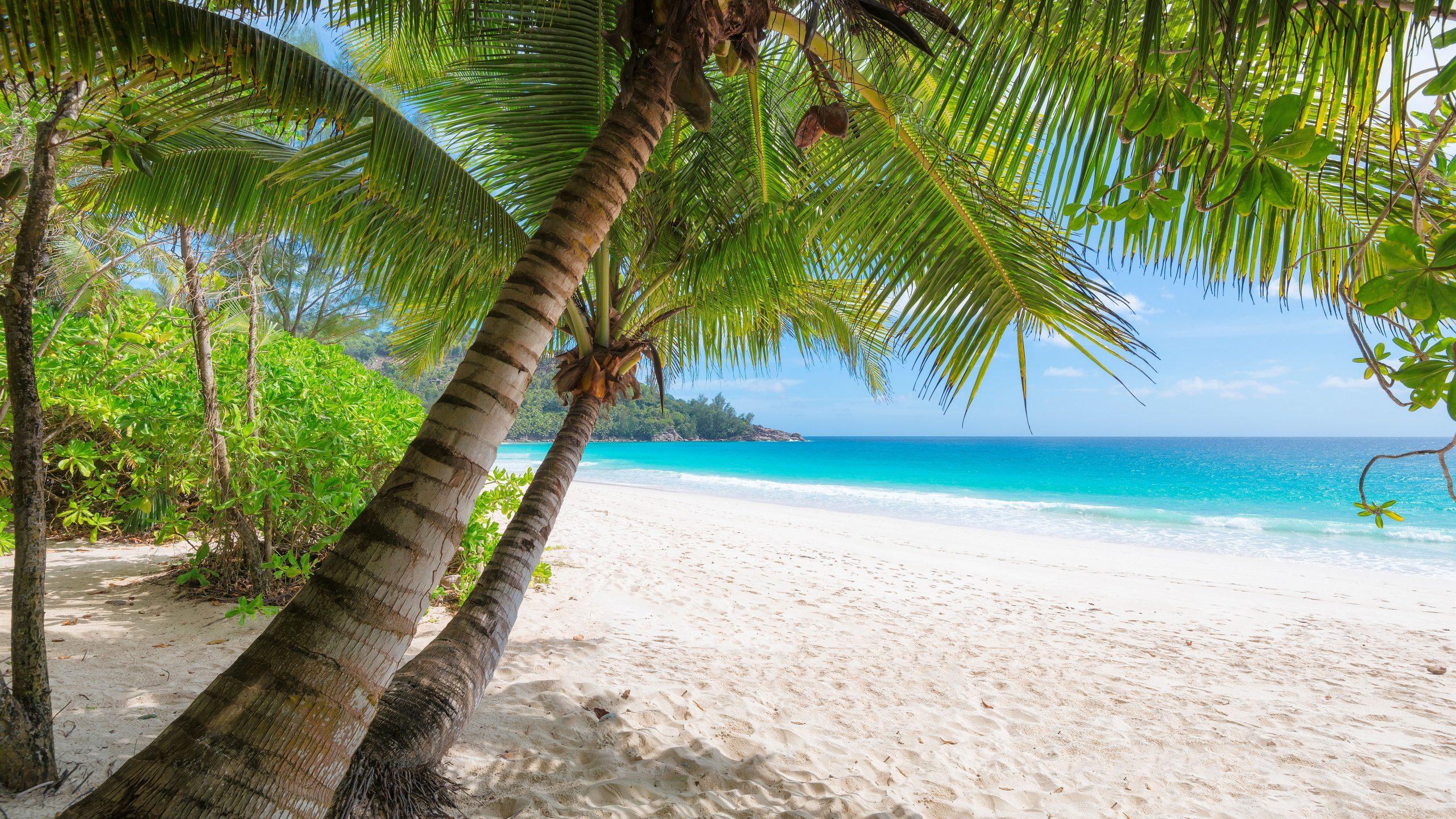 2560x1440 8K Summer Wallpaper Free download