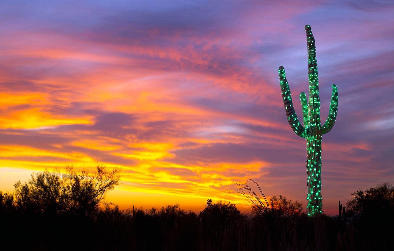1332x850 Wallpaper lights, cactus, Christmas, AZ, USA, garland, saguaro image for desktop, section природа