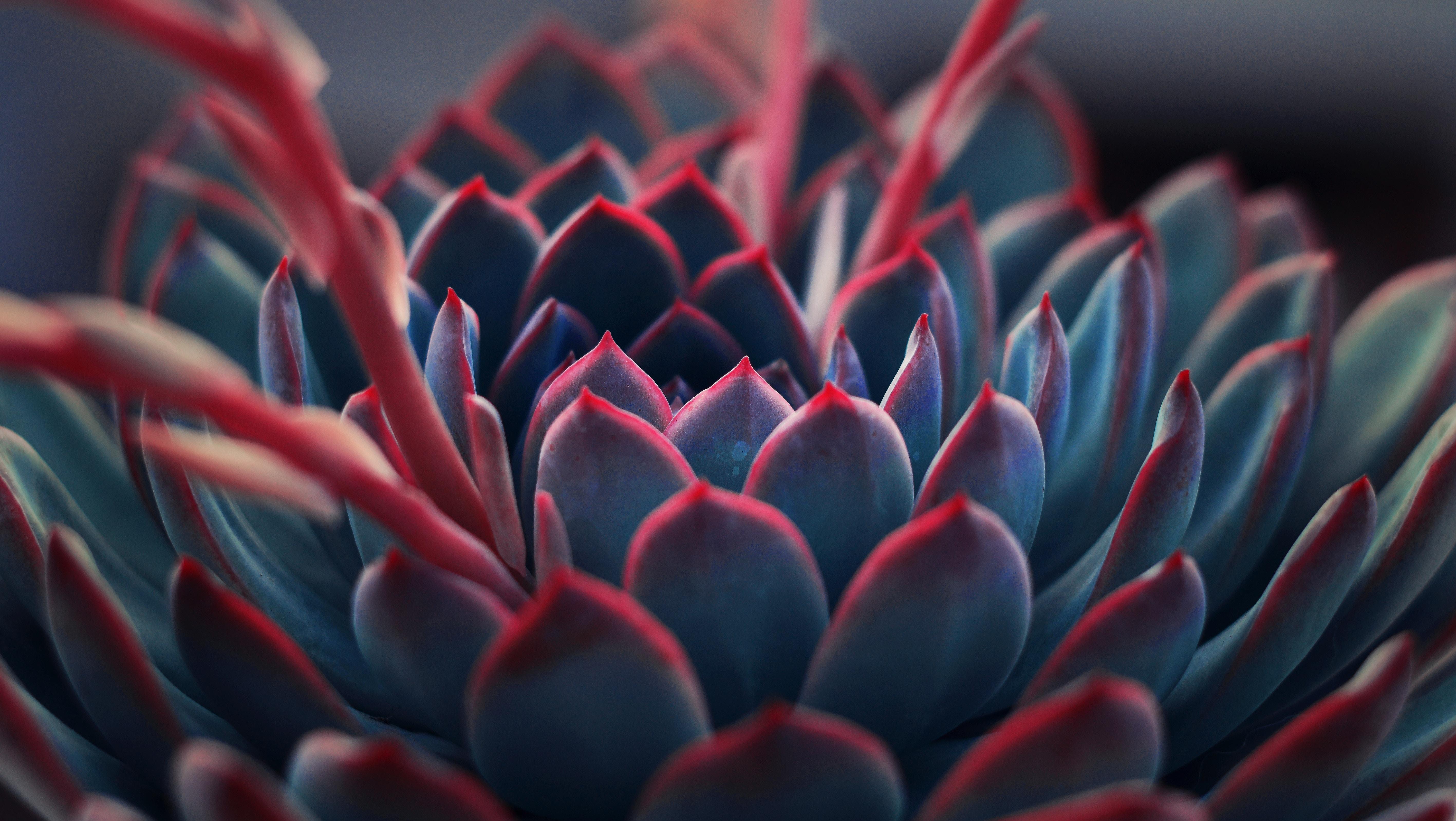 5668x3196 5668x3196 #plant, #blue, #blurred, #succulent, #color, #close up, #nature, #wallpaper, #blooming, #red, #autumn, #flower, #fall, #leaf, # christmas, #winter, #Free picture HD Wallpaper