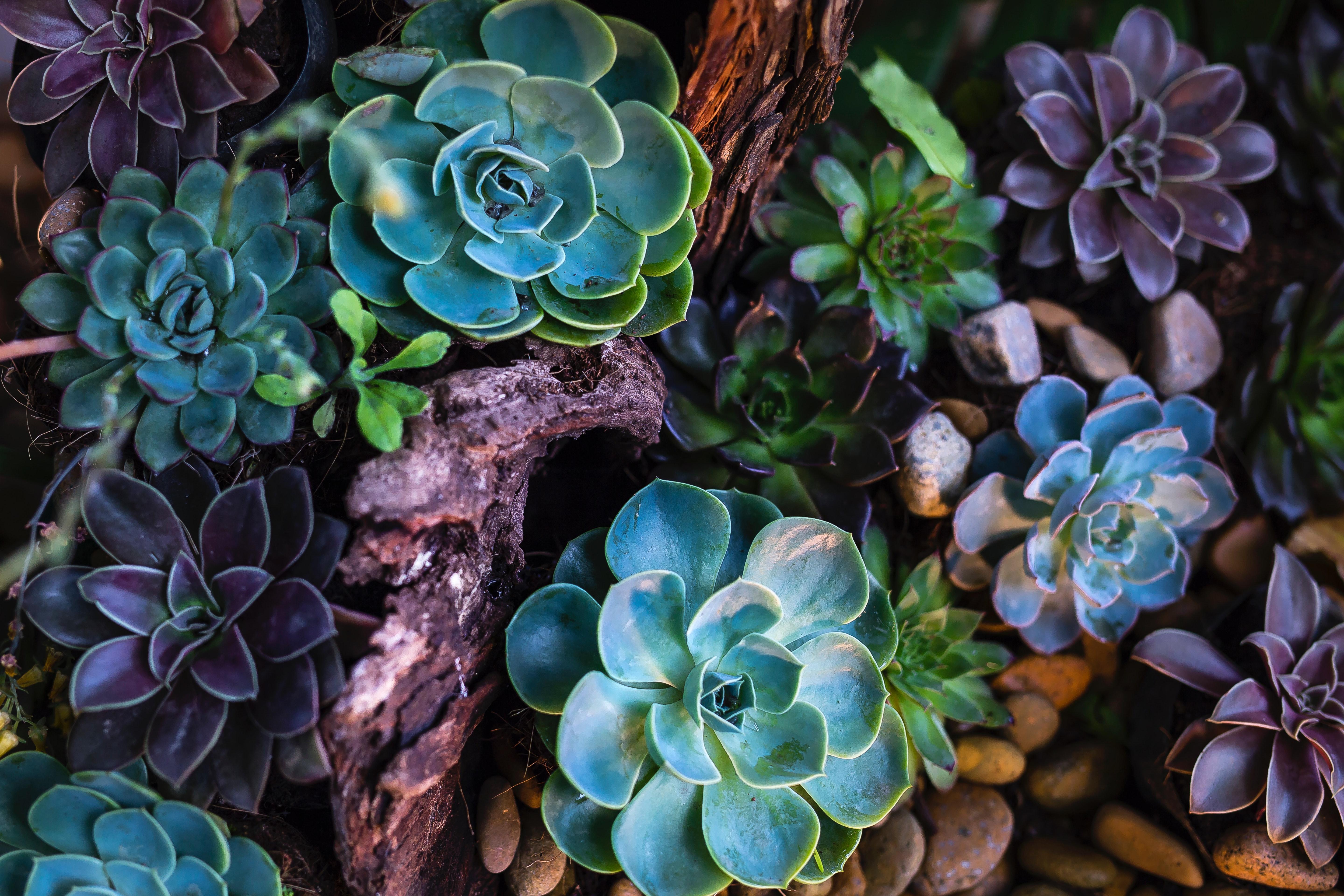 5760x3840 Green and Purple Succulent Plants · Free