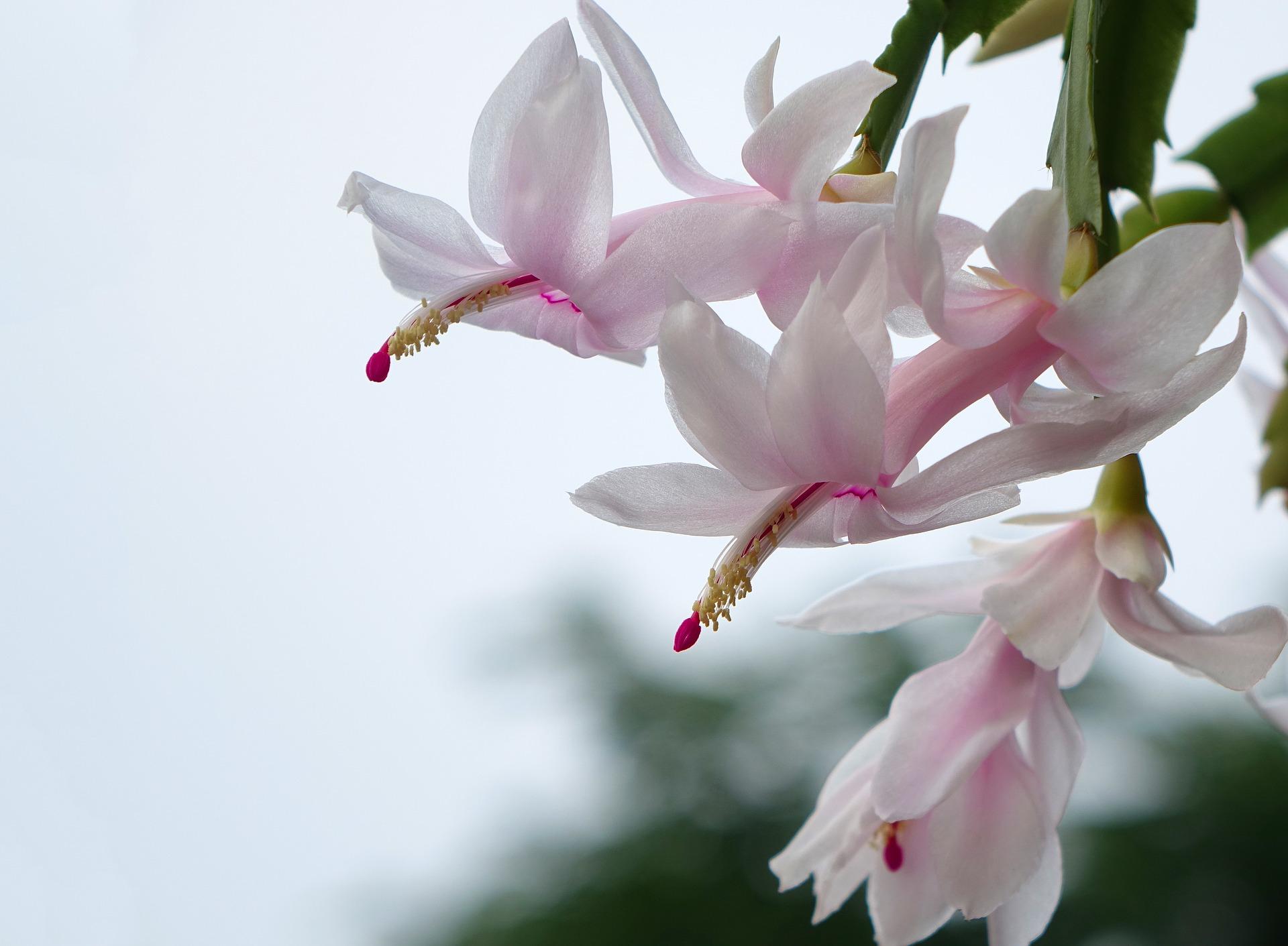 1920x1411 Christmas Cactus flower, (Schlumbergera) HD Wallpaper
