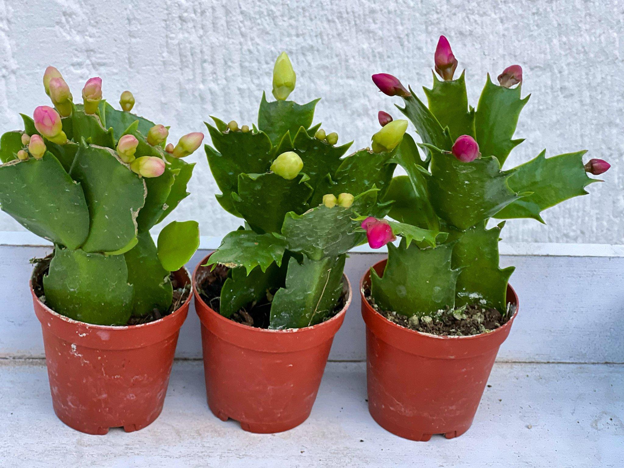 2048x1536 Mini Christmas Cactus Trio
