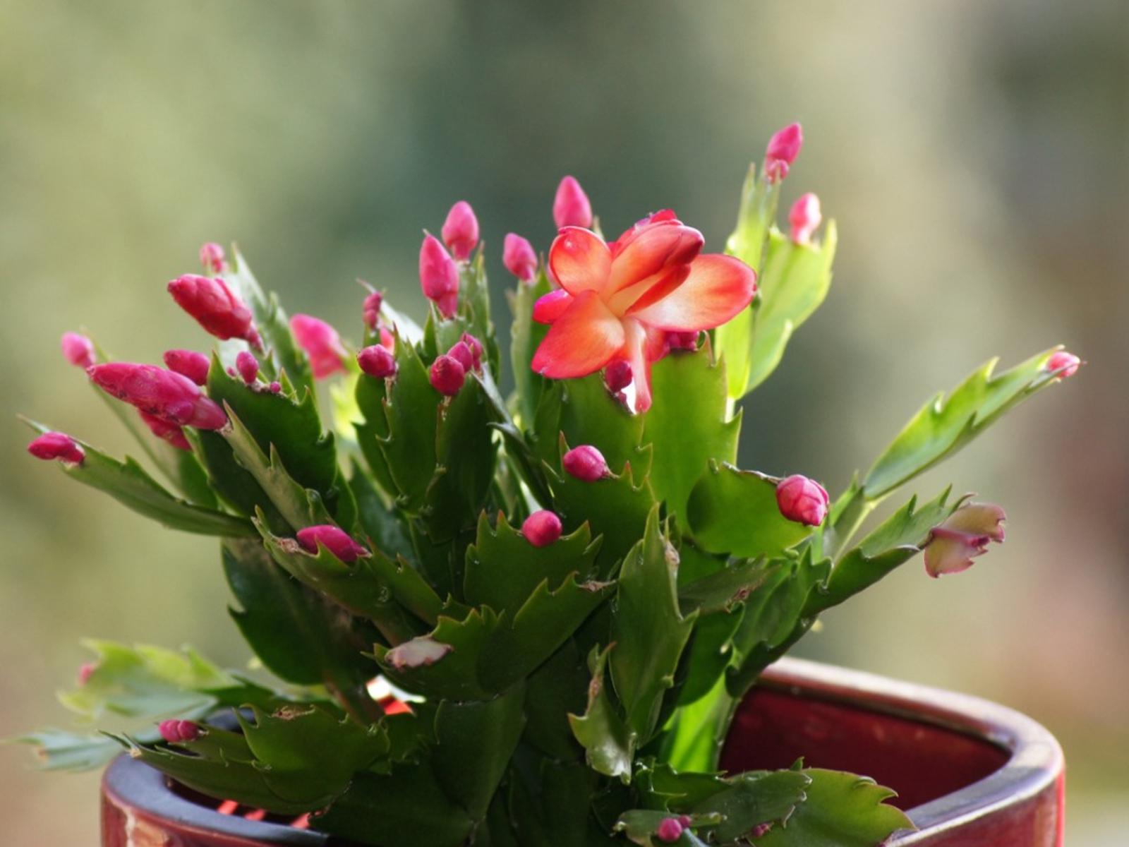1600x1200 Holiday Cactus Differences Christmas Thanksgiving And Easter Cactus
