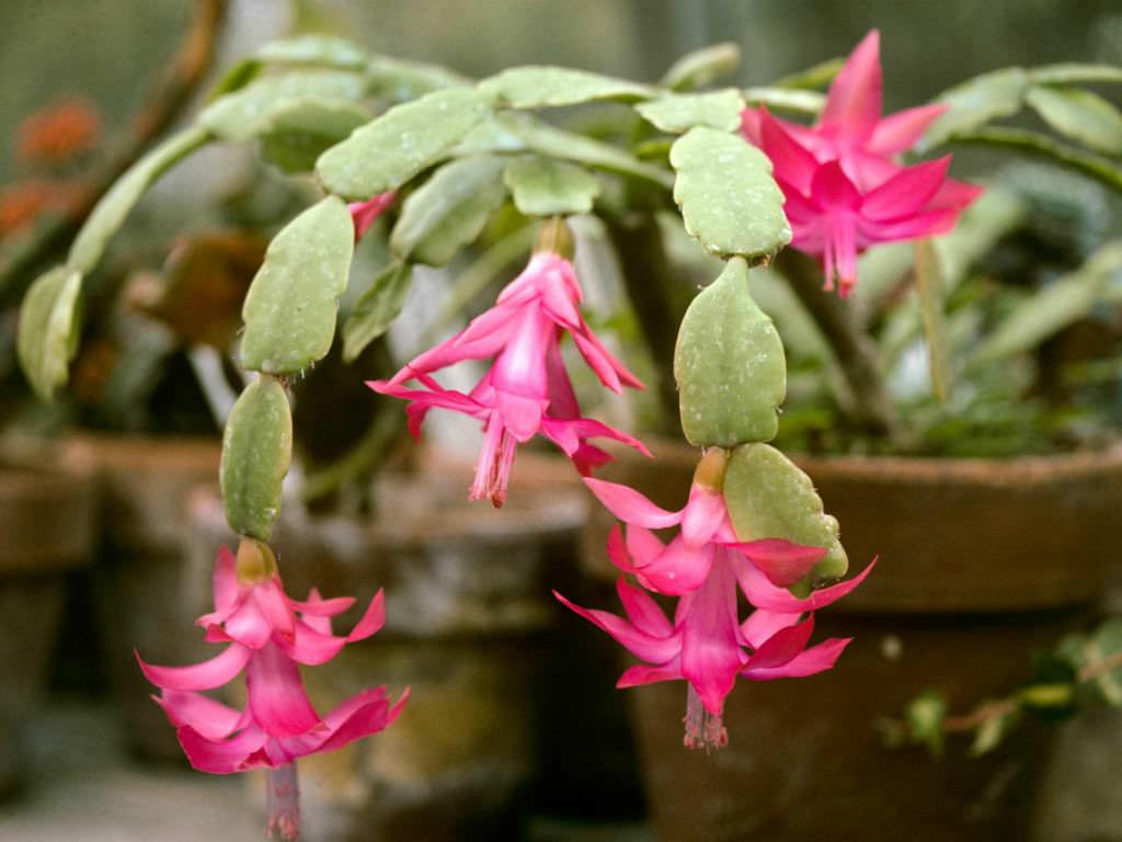1024x768 Facts About Christmas Cactus of Succulents
