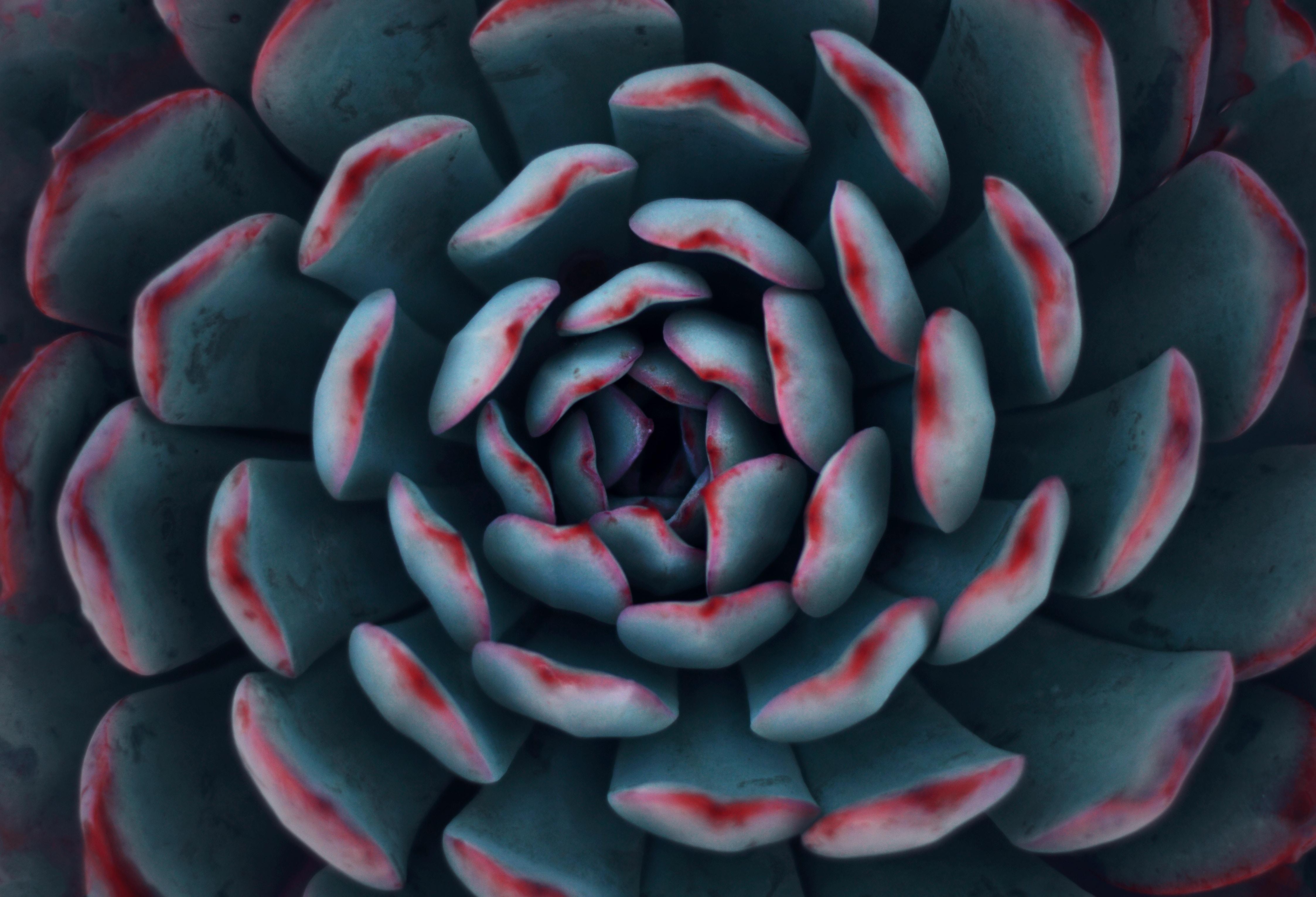 4492x3064 4492x3064 #blue, #winter, #texture, #christmas, #focu, #leaf, # wallpaper, #plant, #gift, #cold, #succulent, #PNG image, #pattern, #autumn, #nature, #red HD Wallpaper