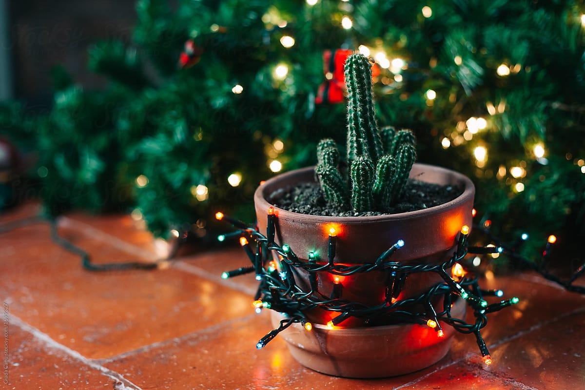 1200x800 A Christmas Cactus