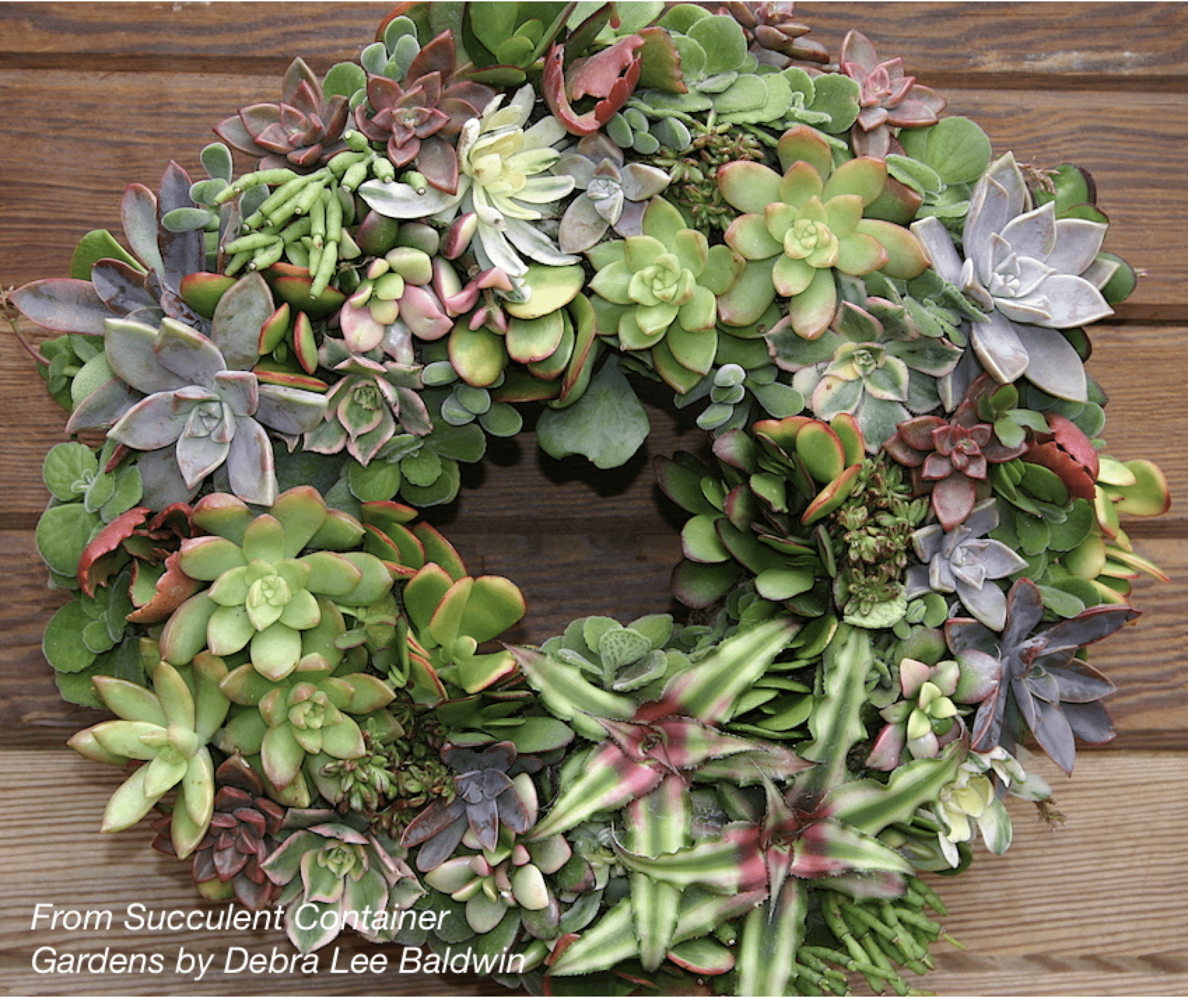 1698x1426 Make A Succulent Wreath, Step By Step Lee Baldwin