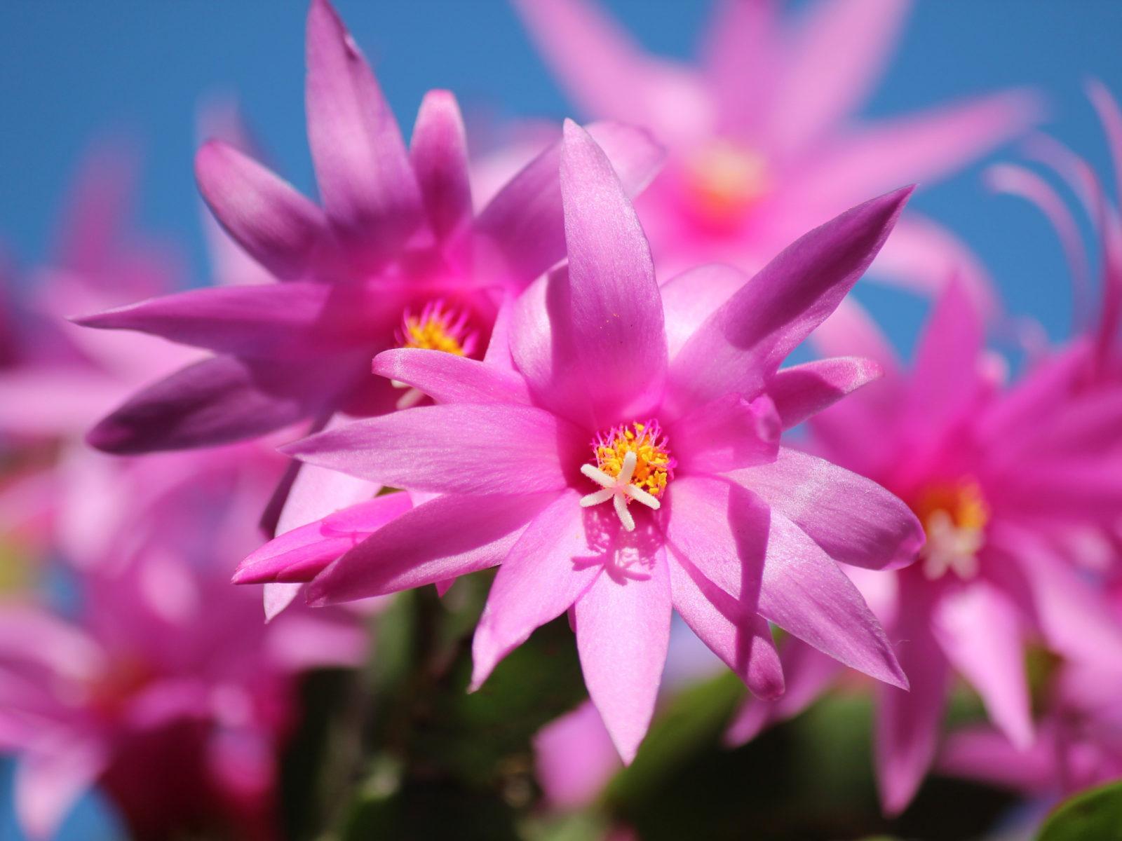 1600x1200 Plants Christmas Cactus Pink Flower Blossoms Vibrant Flowers Desktop Background Free Download For Windows 5200x3250 :
