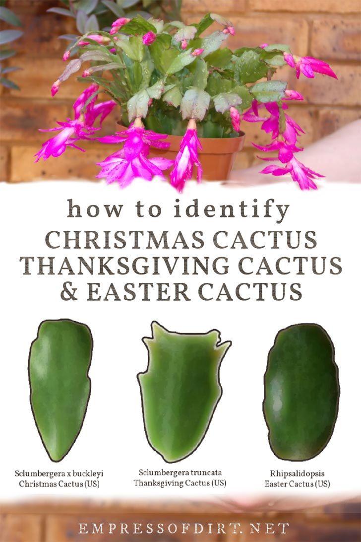728x1092 Christmas Cactus ideas. christmas cactus, cactus, easter cactus