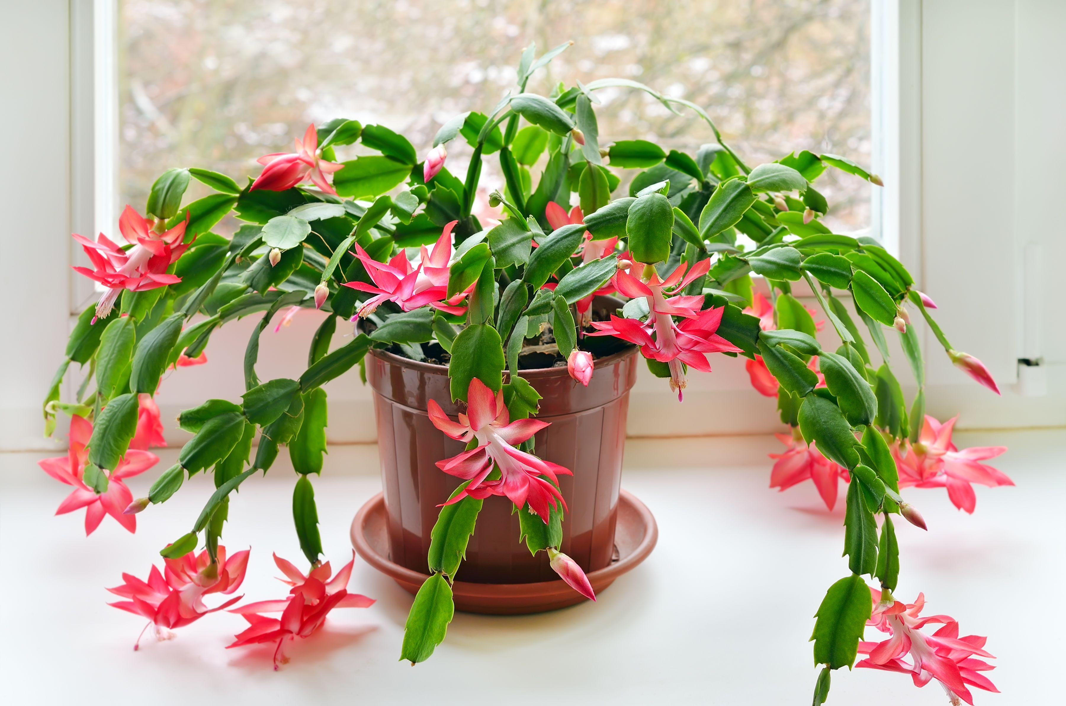 3600x2385 Christmas Plants That Will Make Your Home Feel More Festive