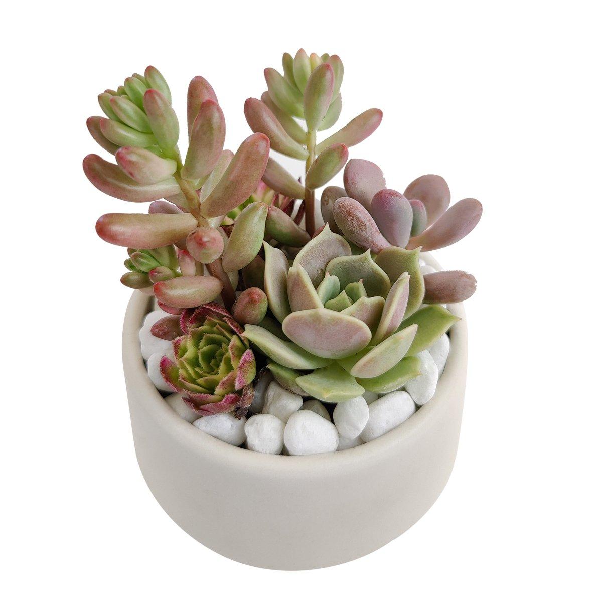 1200x1200 DIY Pink 2 Succulent Arrangement Small Pot