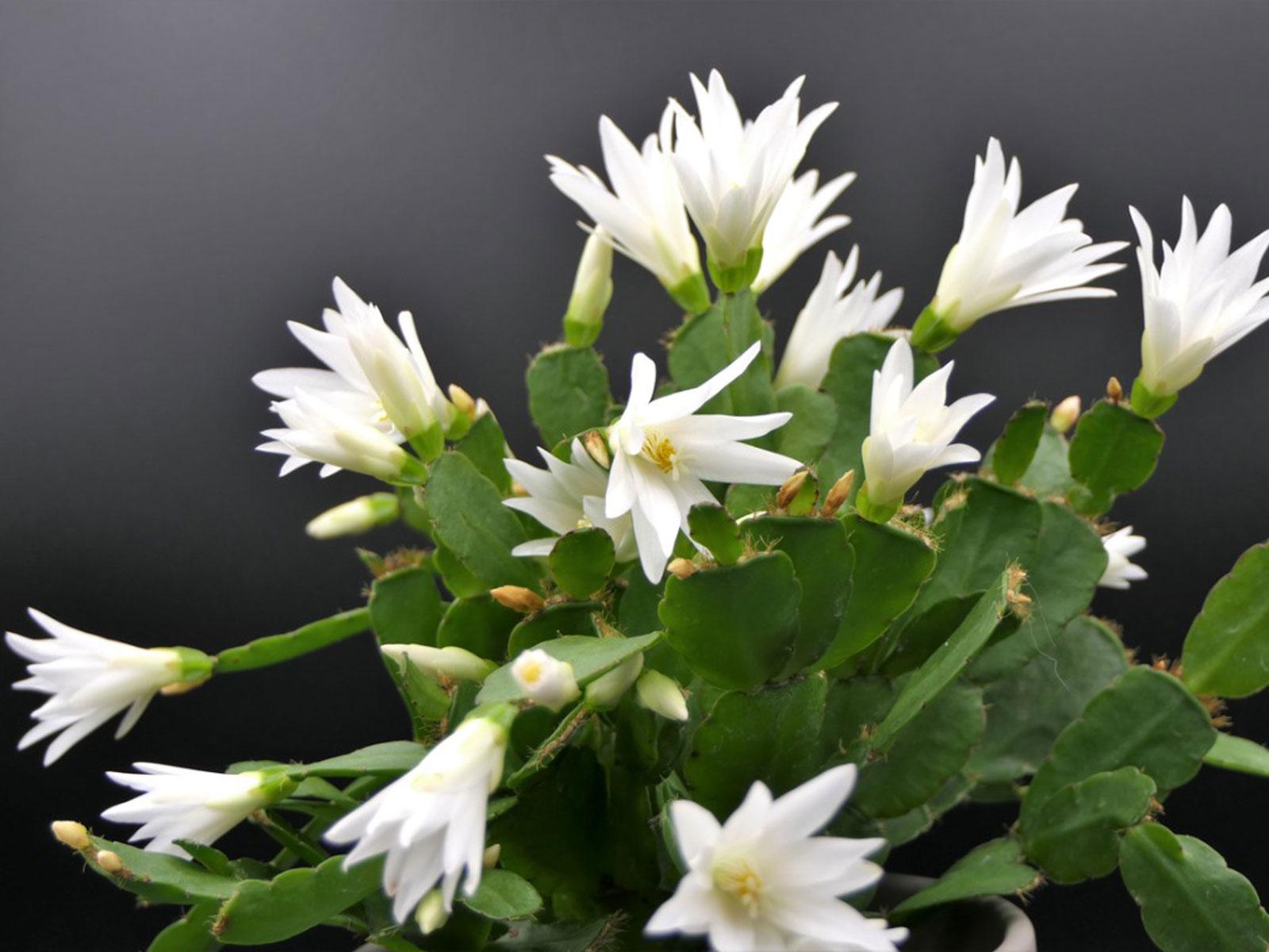 1600x1200 Easter Cactus Care For Growing An Easter Cactus Plant