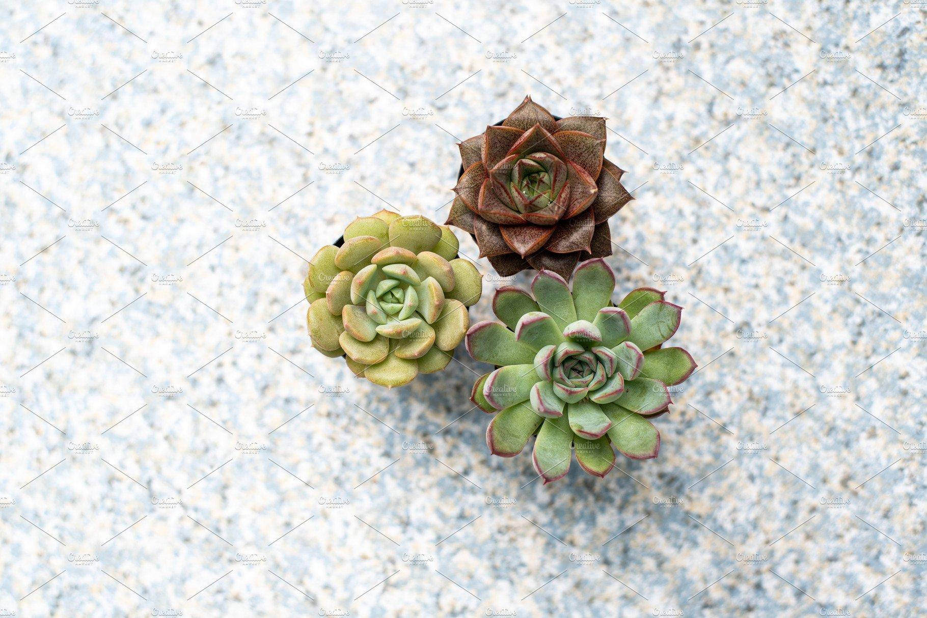 1820x1214 Tiny Succulent Plants Containing Rose, Red, And Christmas. High Quality Nature Creative Market