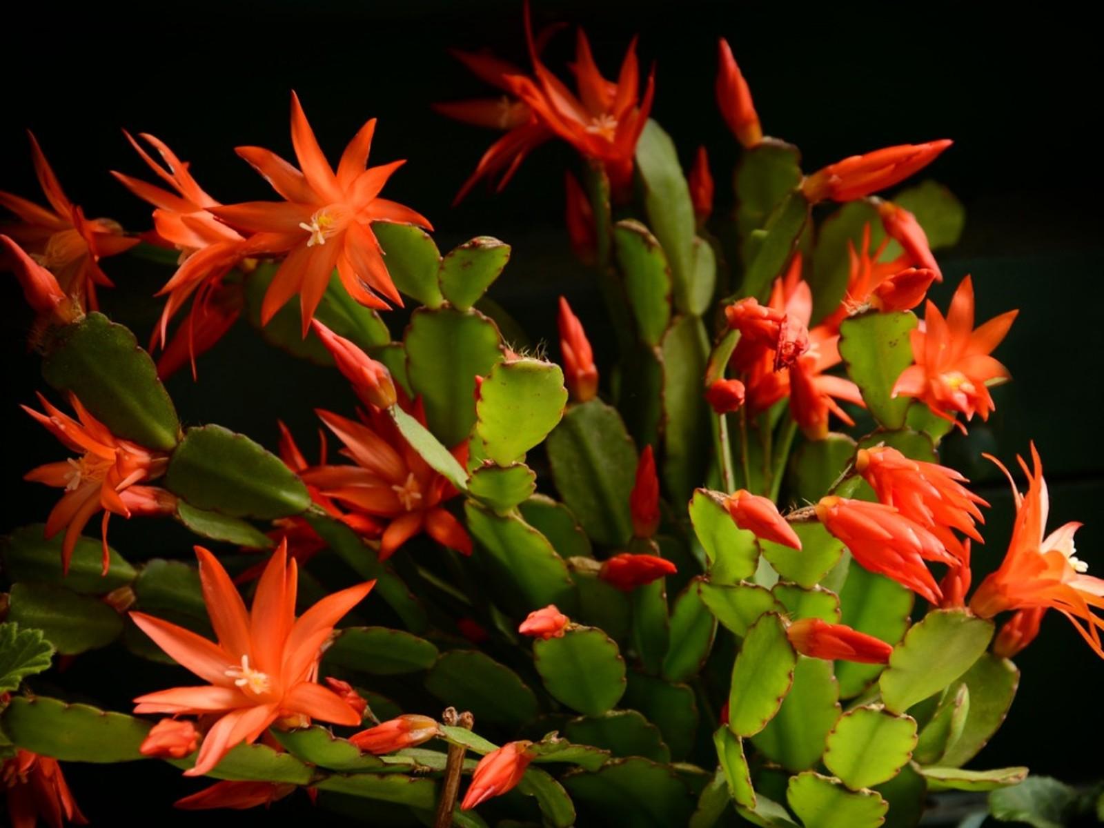 1600x1200 Care Of Old Christmas Cactus To When Christmas Cactus Is Getting Woody