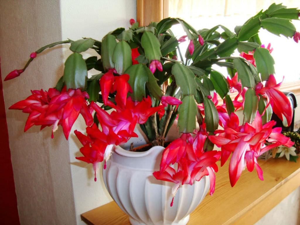 1024x768 How the Christmas Cactus Came to Be