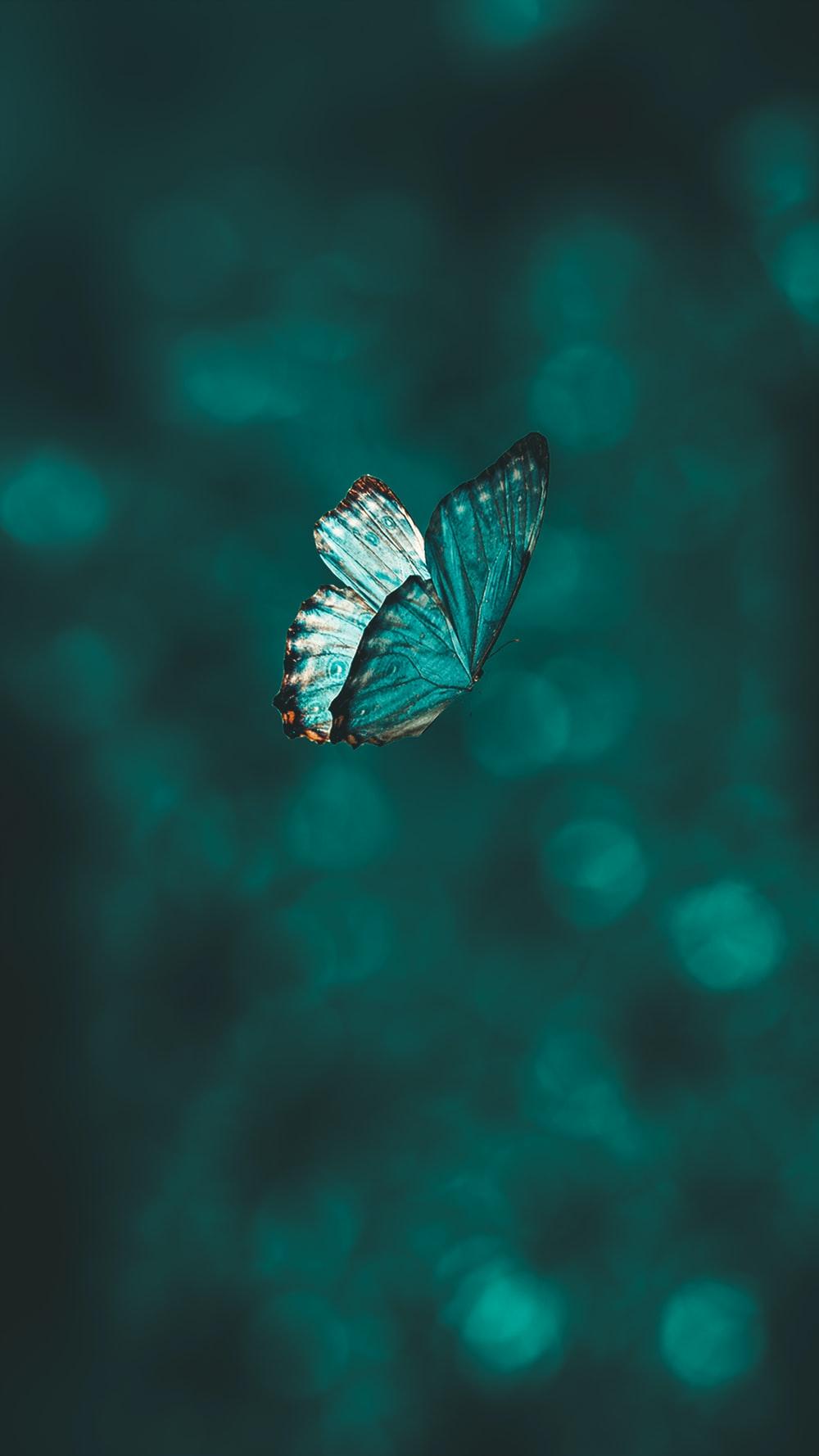 1000x1778 Blue Butterfly Picture. Download Free Image