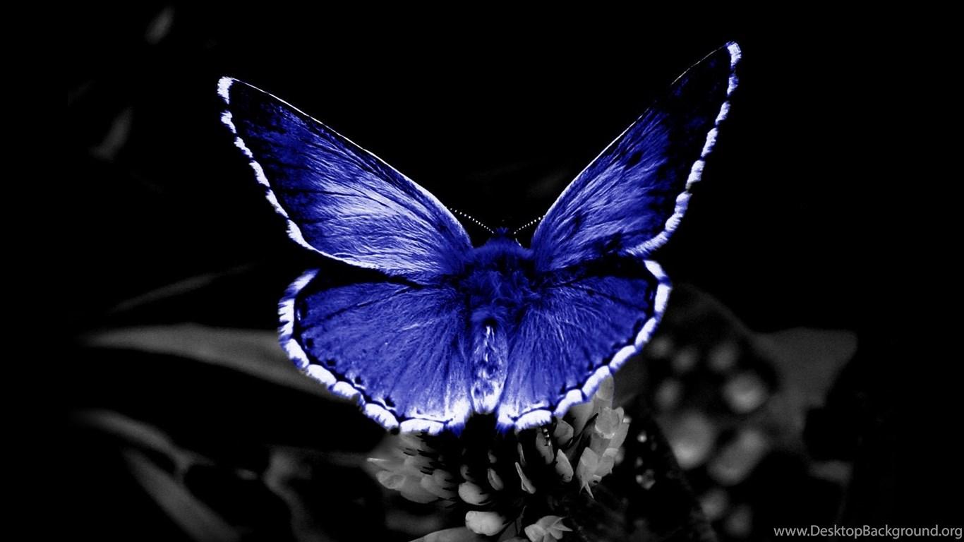 1366x768 Butterfly Wallpaper Desktop Background