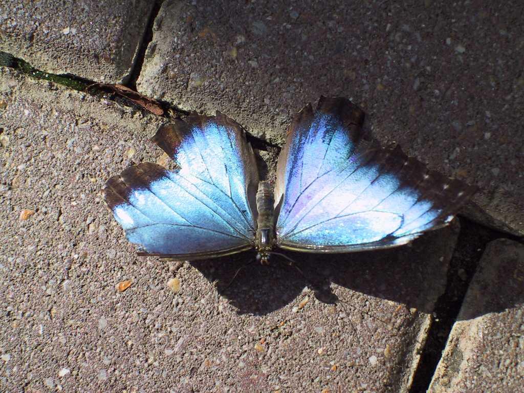 1024x768 animals black Blue butterfly