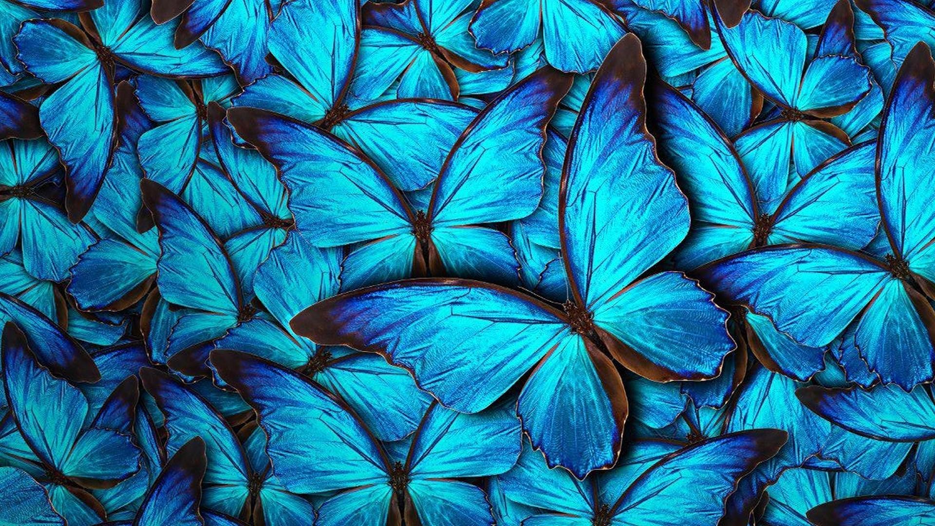 1920x1080 Wallpaper Blue Butterfly Cute Wallpaper