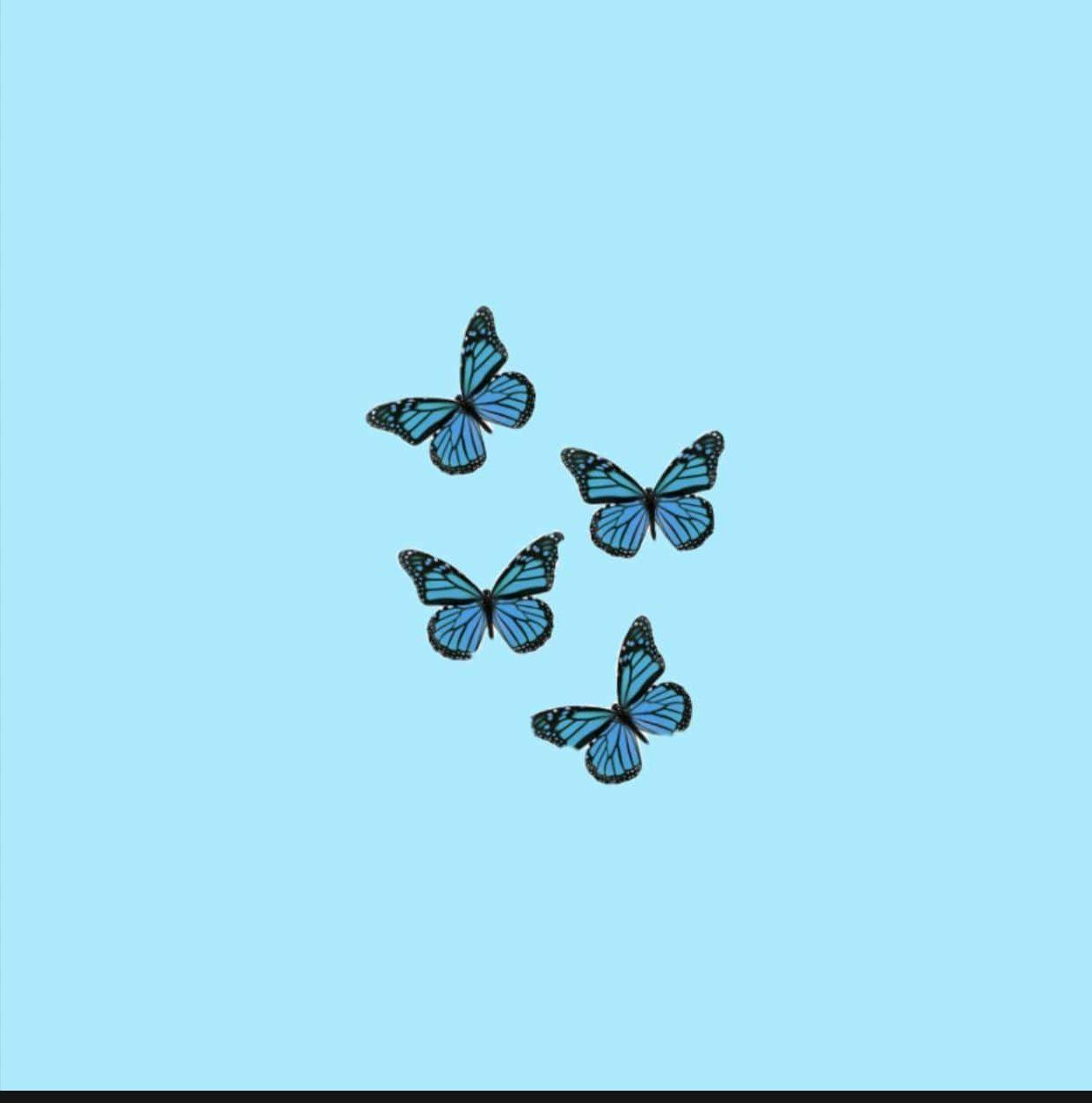 1242x1255 Blue Butterfly Wallpaper