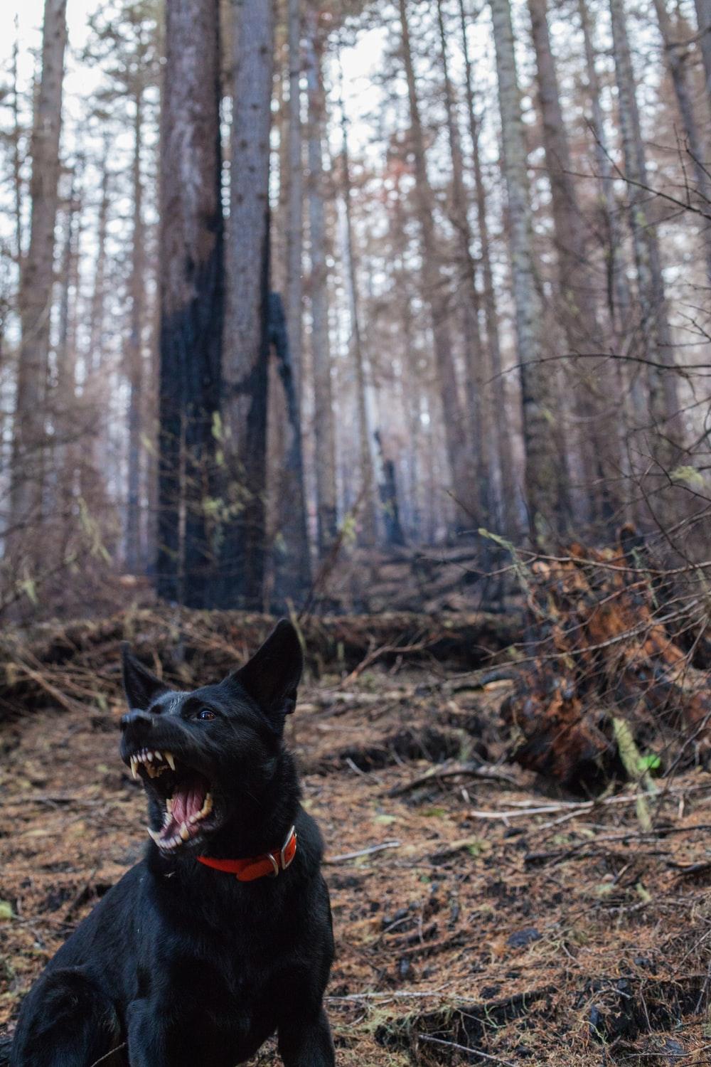 1000x1500 Scary Dog Picture. Download Free Image