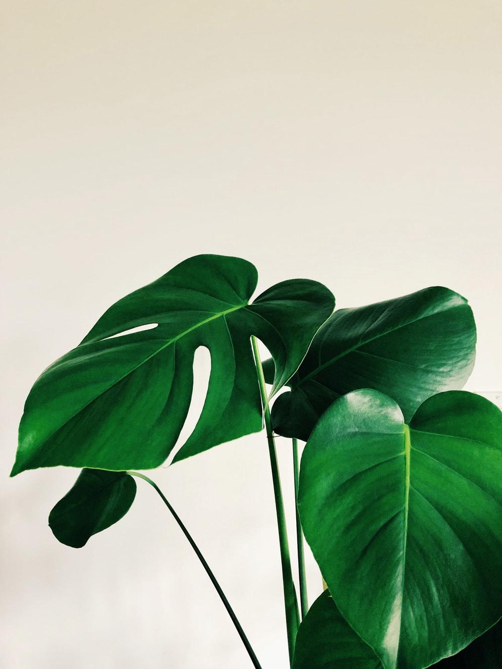 1000x1333 Tropical Leaf Picture. Download Free Image