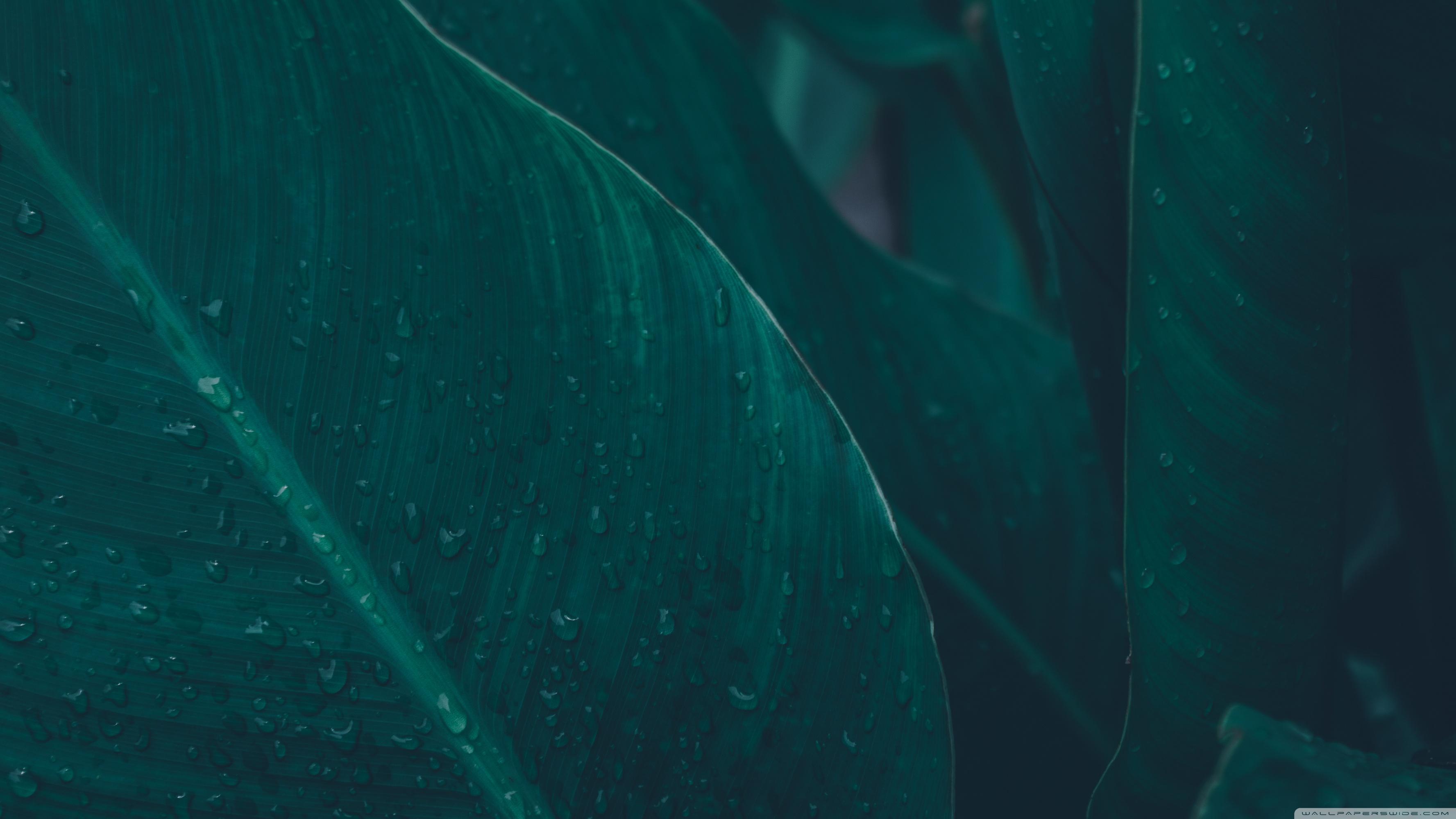 3554x1999 Green Tropical Leaves Ultra HD Desktop Background Wallpaper for 4K UHD TV : Widescreen & UltraWide Desktop & Laptop : Tablet